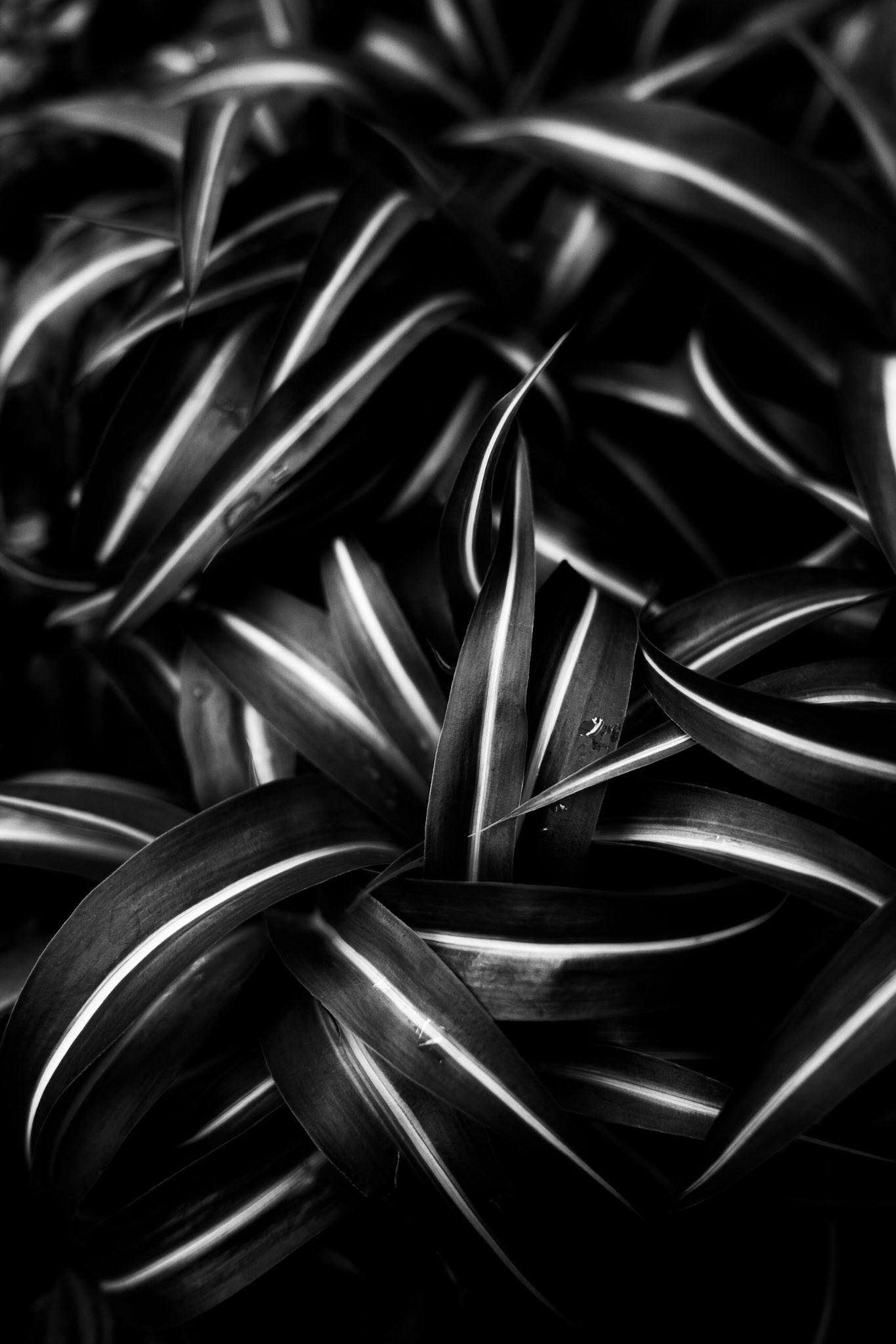 Photo of leaves in black and white