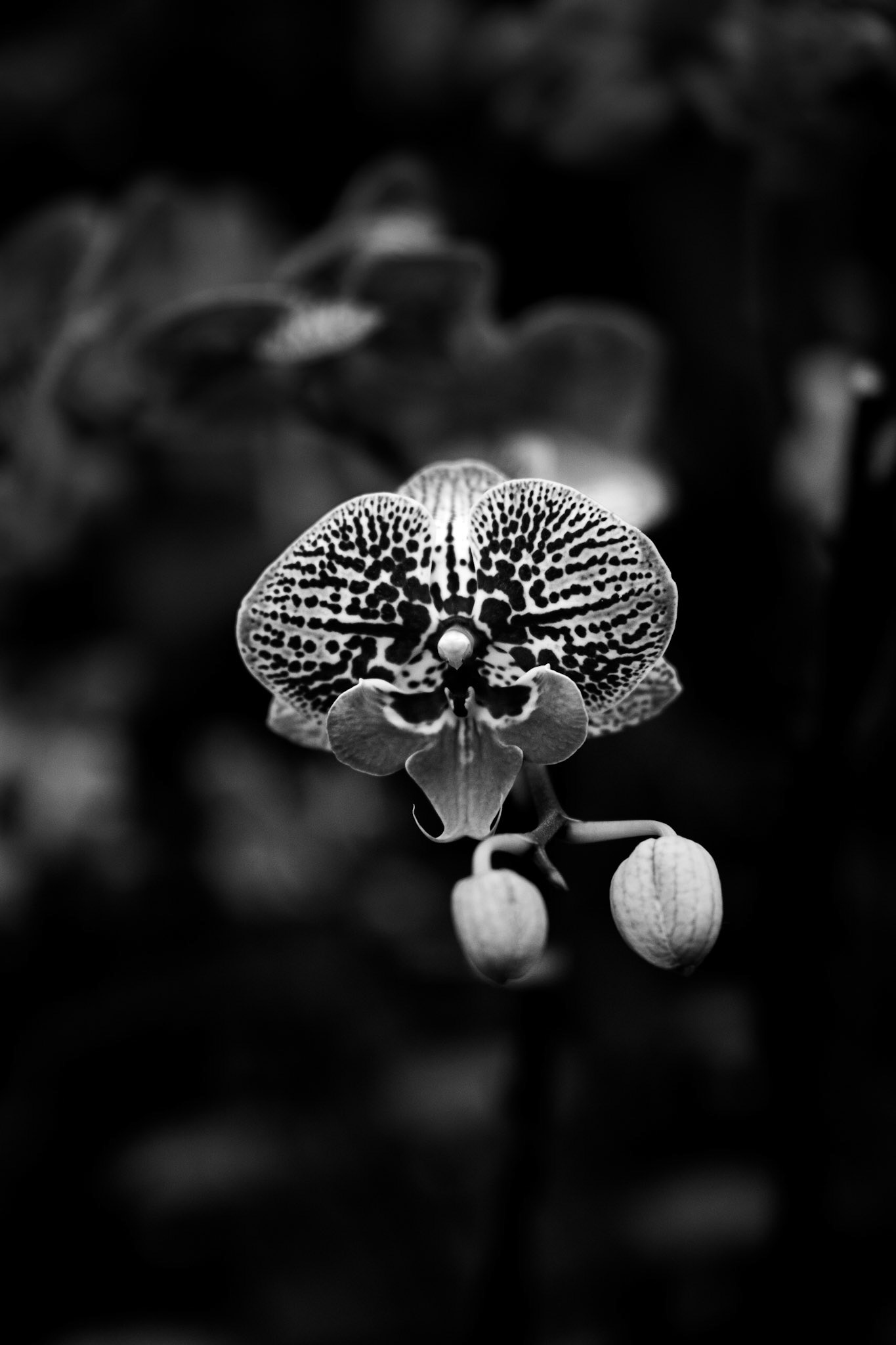 Photo of leaves in black and white