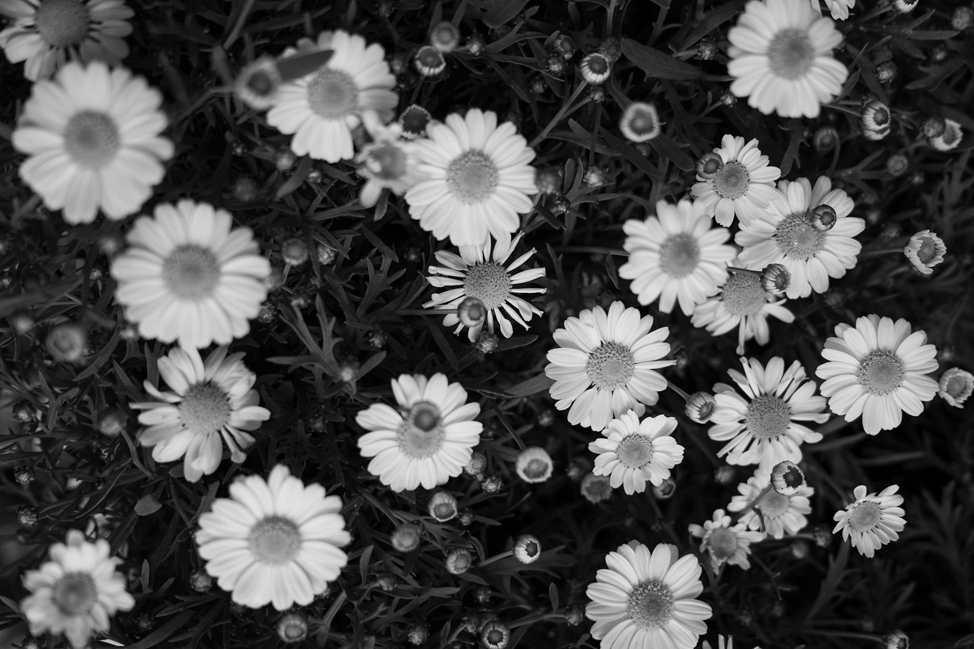 Photo of leaves in black and white