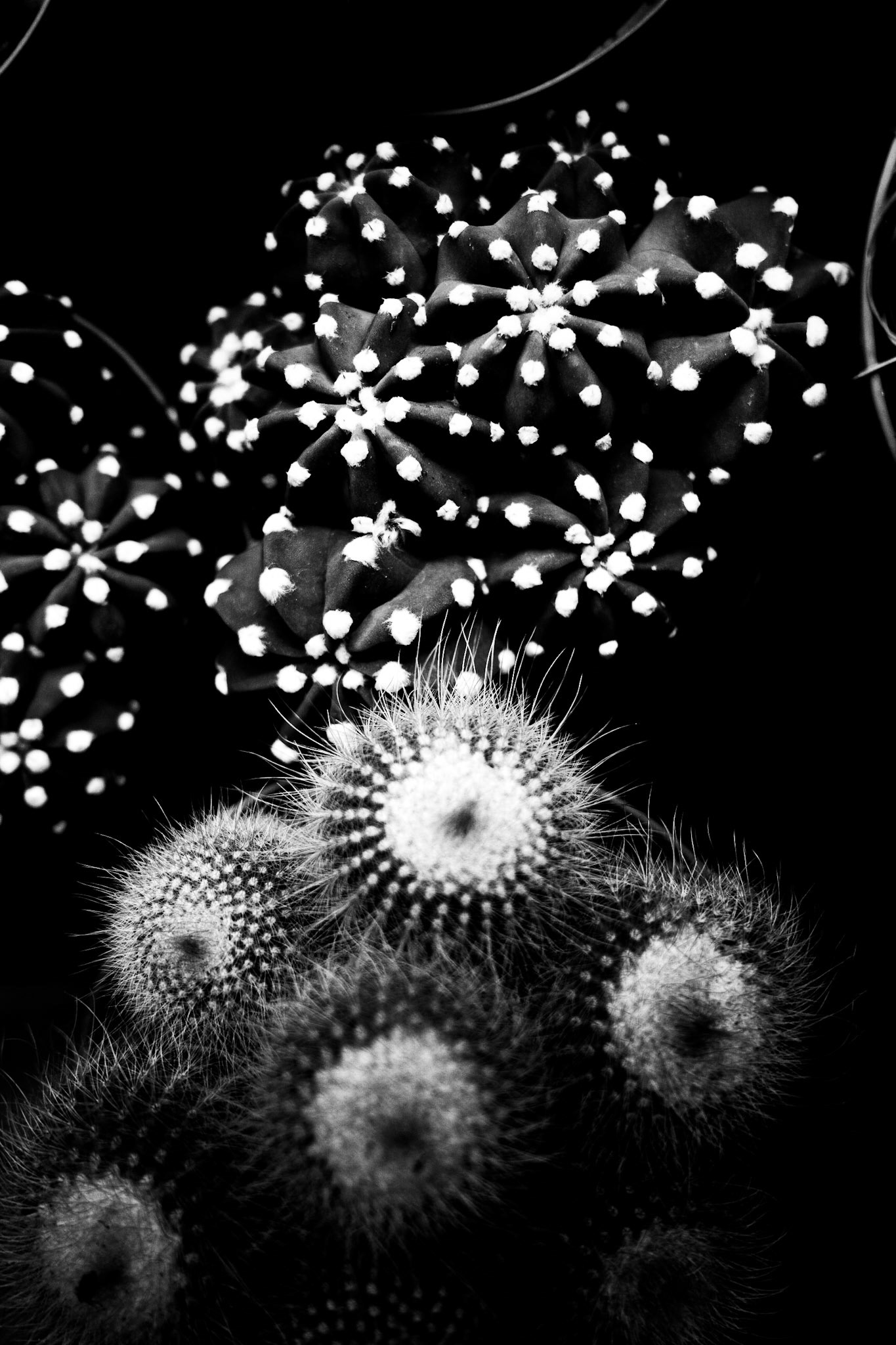 Photo of leaves in black and white