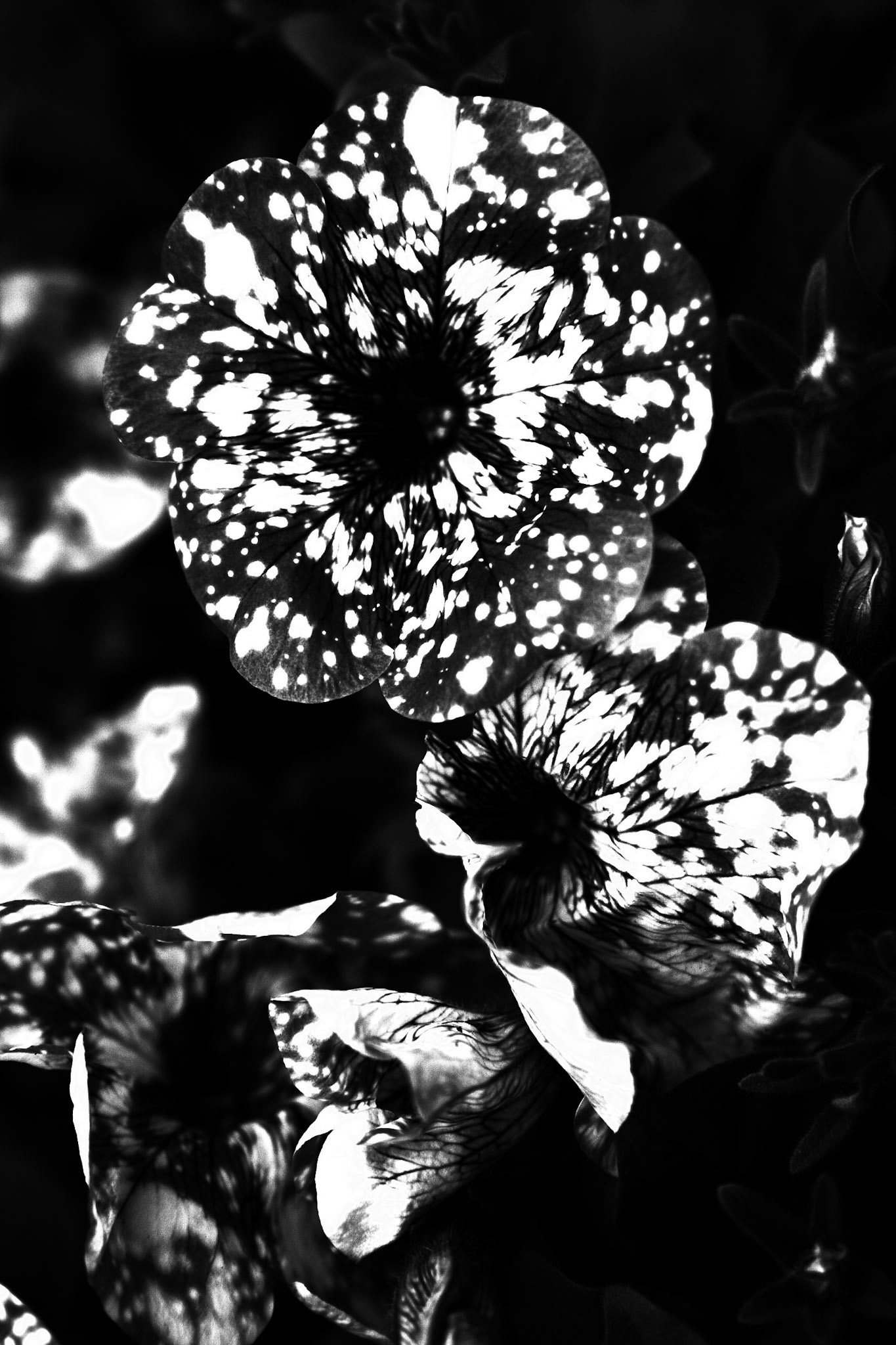 Photo of leaves in black and white
