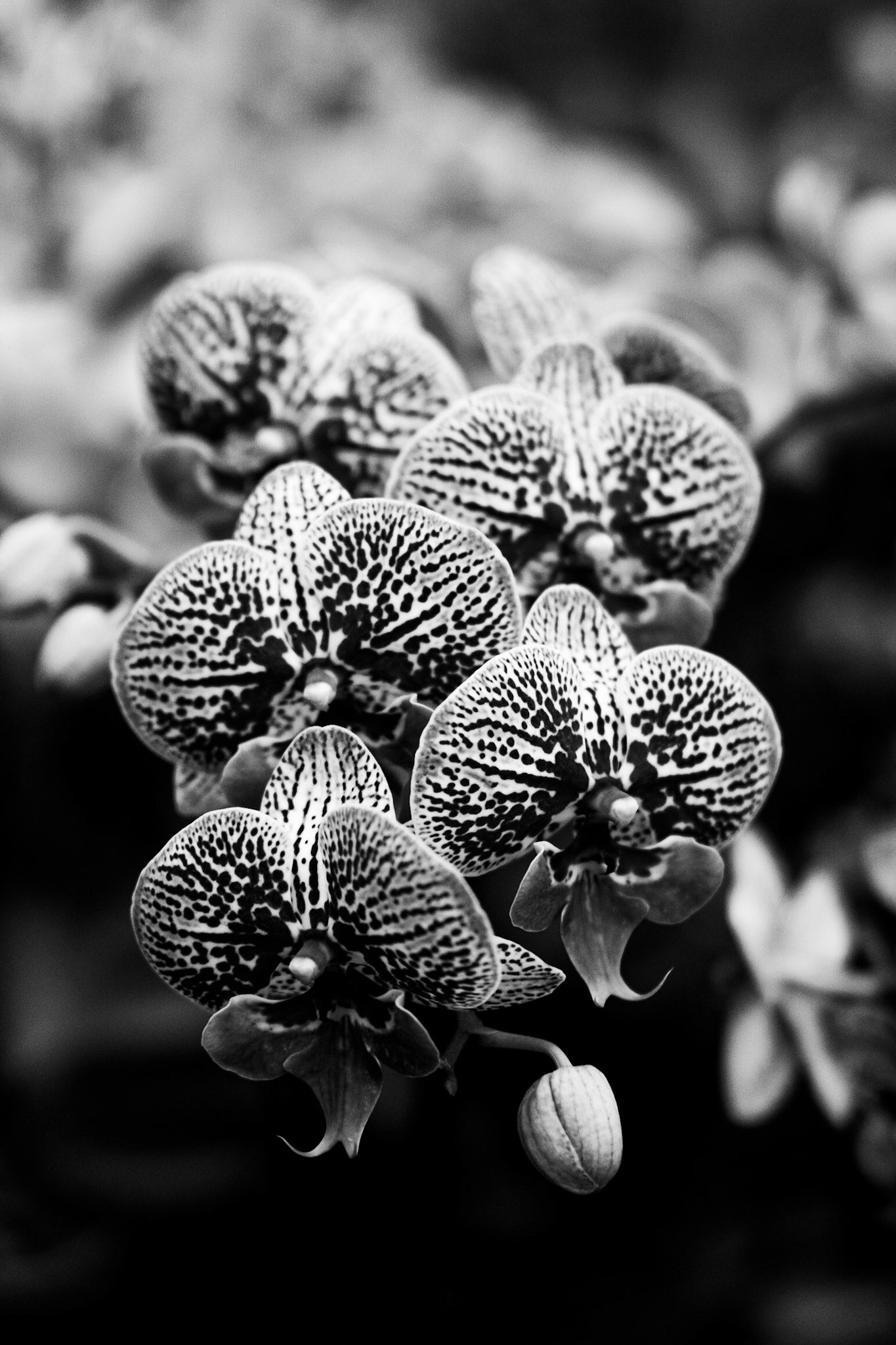 Photo of leaves in black and white