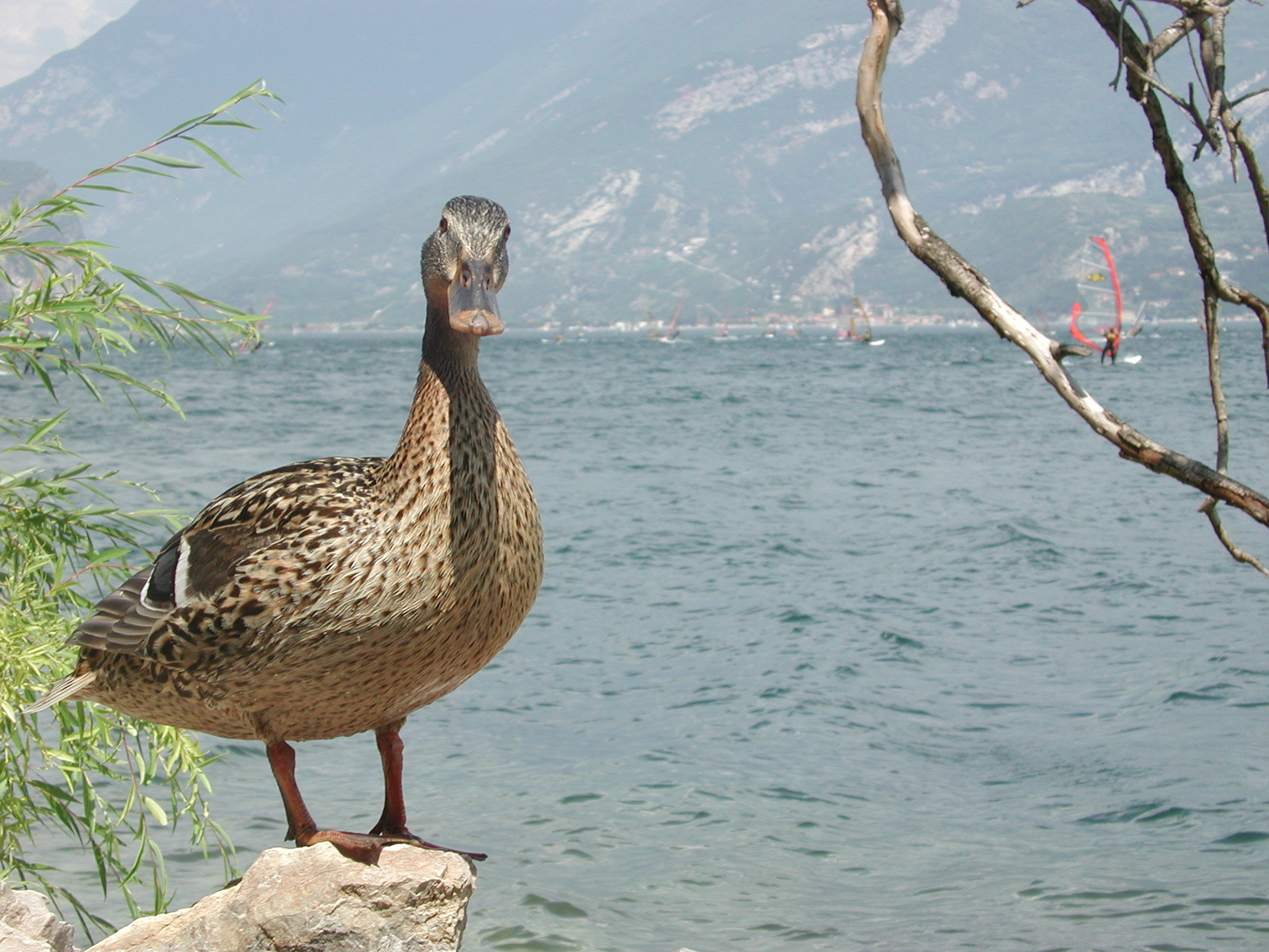 Lago di Garda (I) 2003