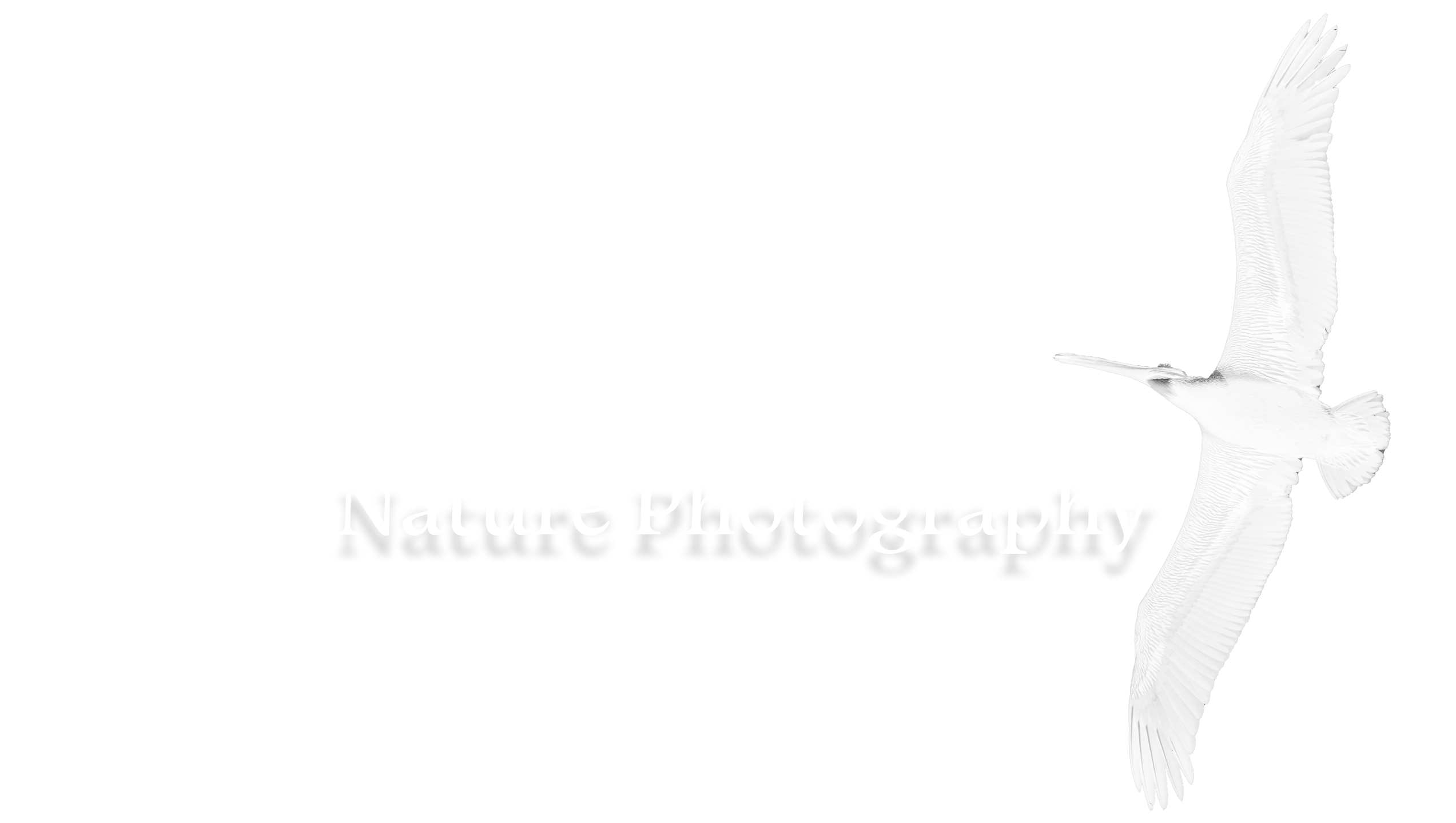 Henry Doyle Nature Photography