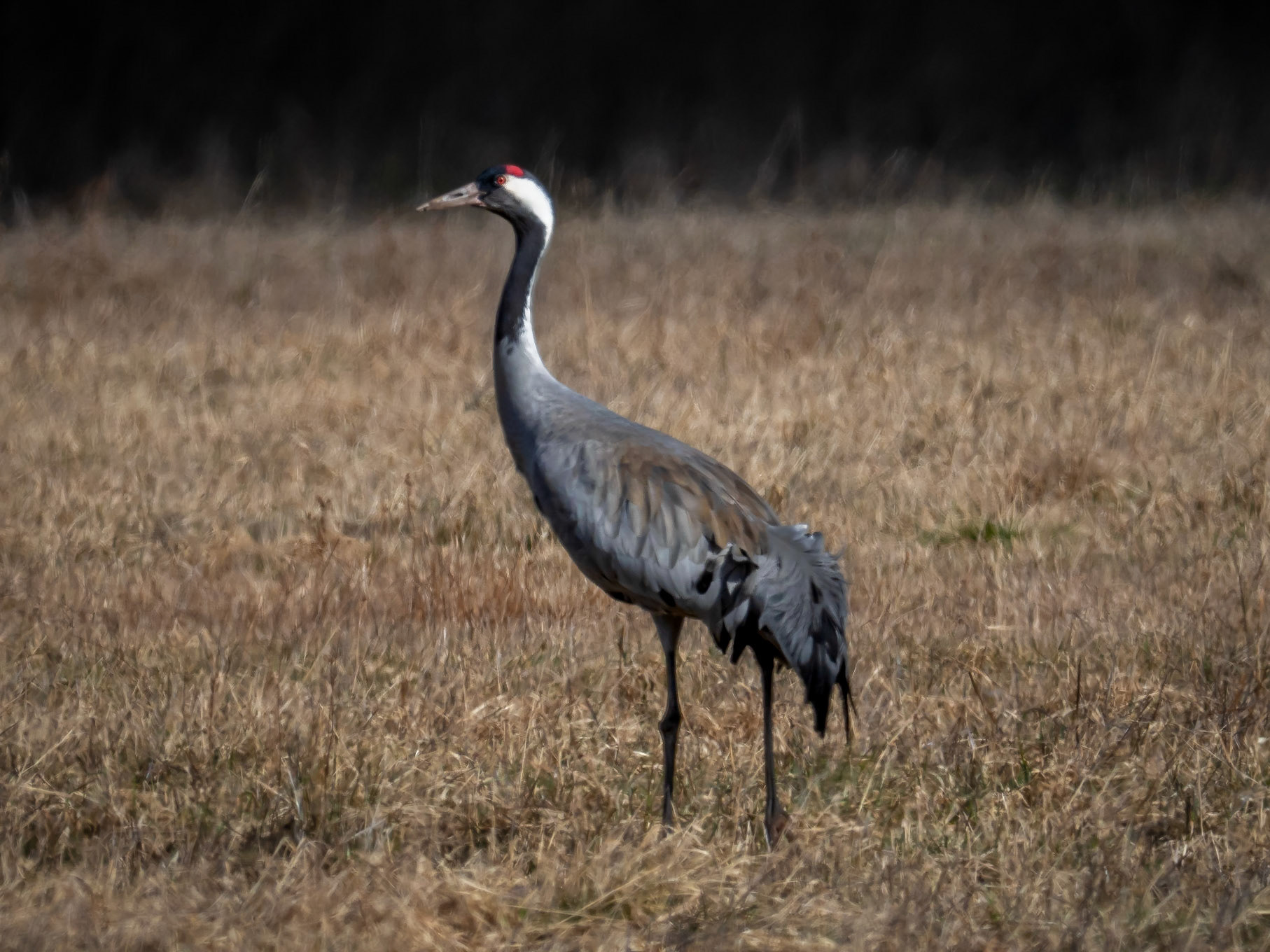 Trana / Common Crane (Grus grus)