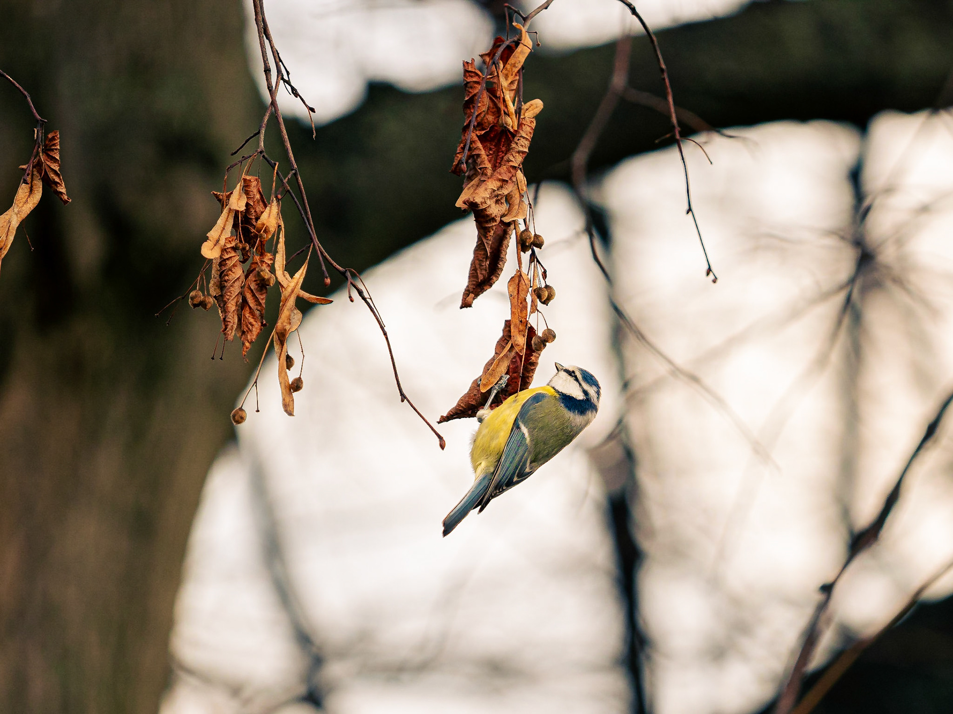 Blåmes / Blue tit (Cyanistes caeruleus)