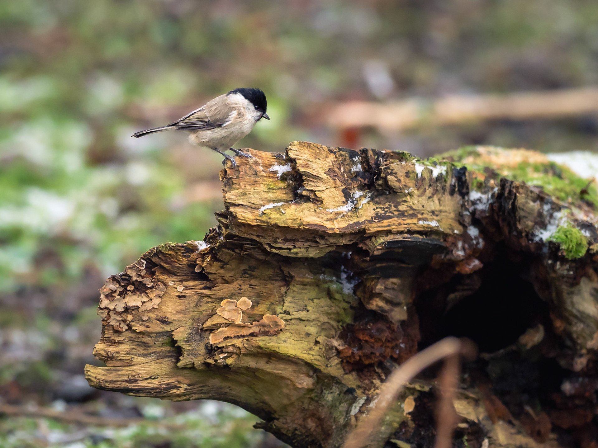 Talltita / Willow tit