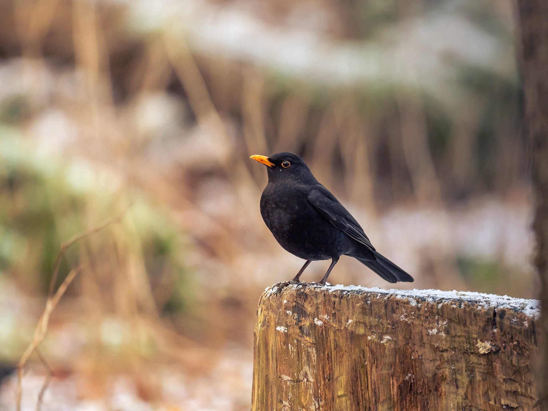 Koltrast / Blackbird (Turdus merula)
