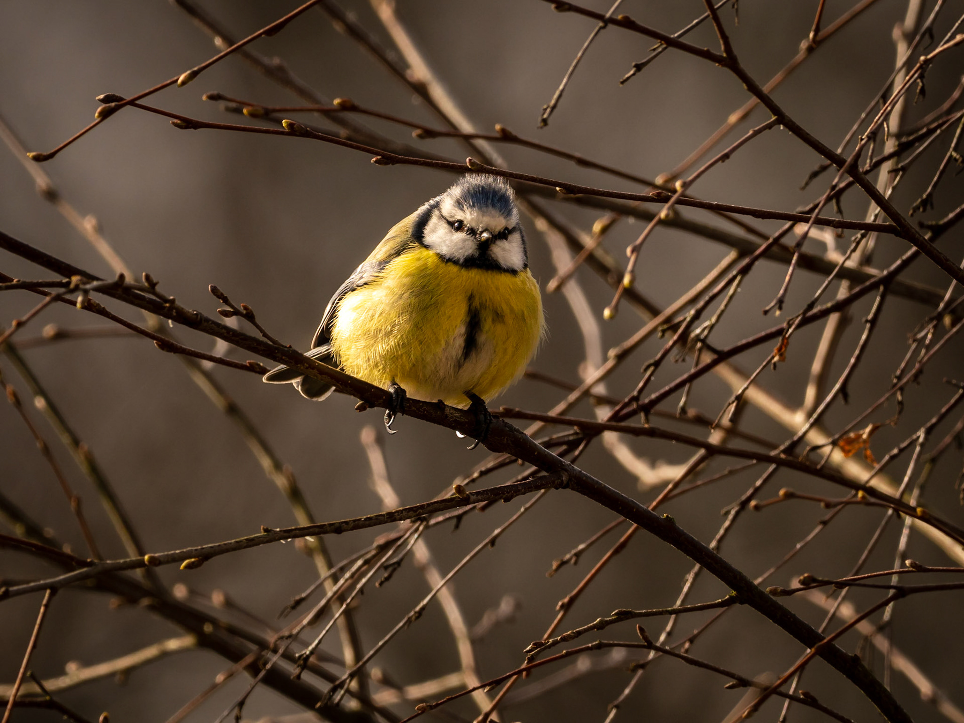 Blåmes / Blue tit (Cyanistes caeruleus)