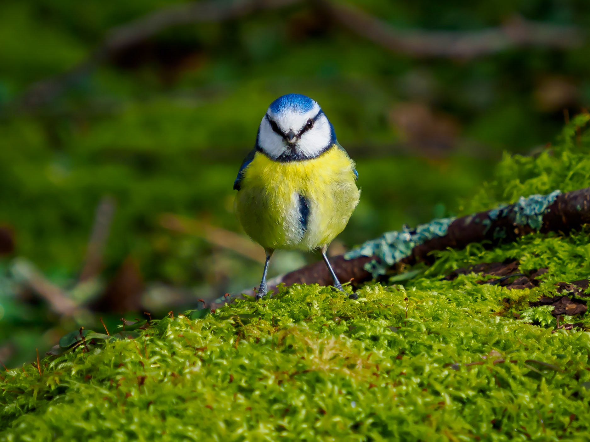 Blåmes / Blue tit (Cyanistes caeruleus)