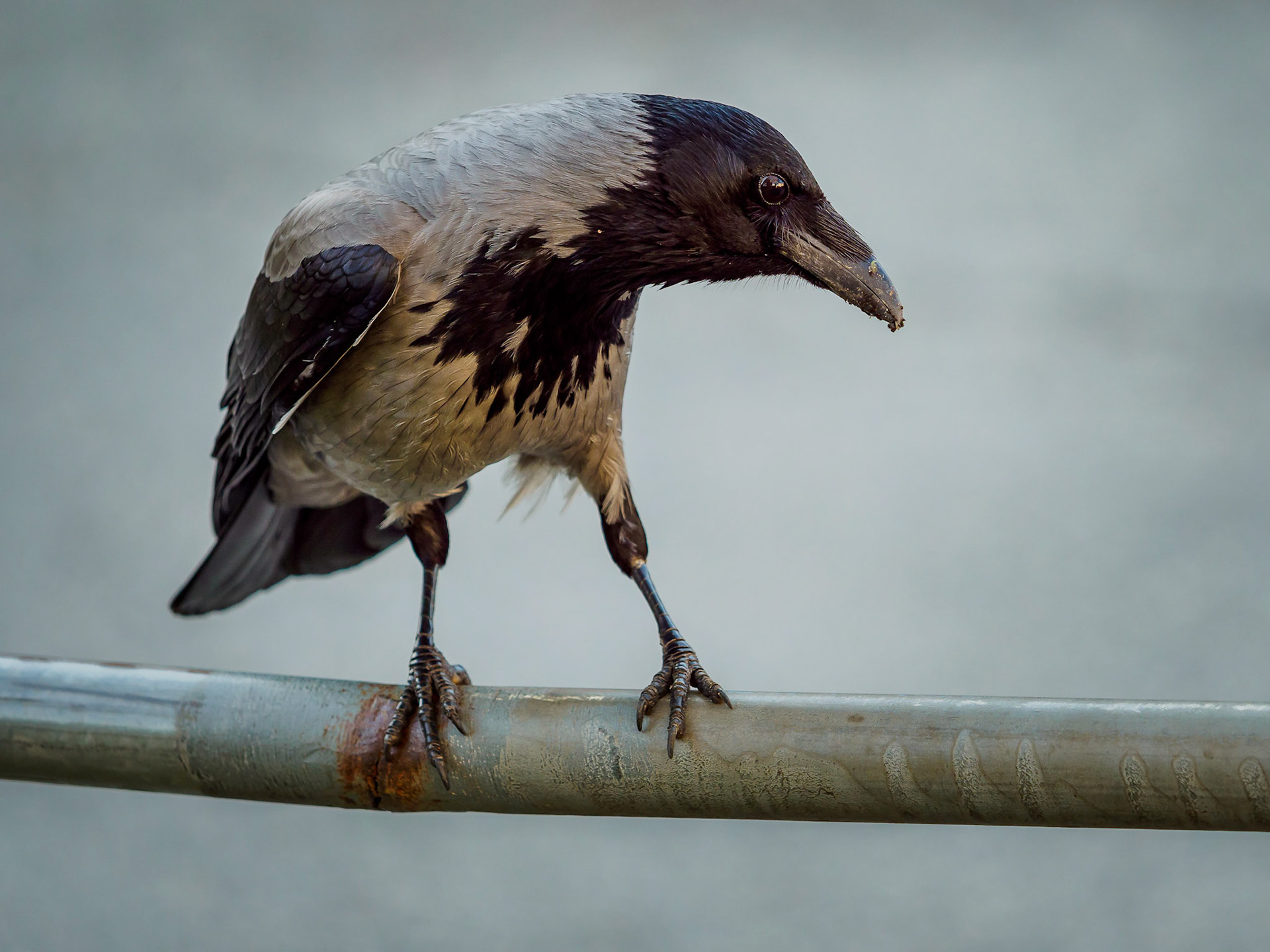 Gråkråka / Hooded crow (Corvus cornix)