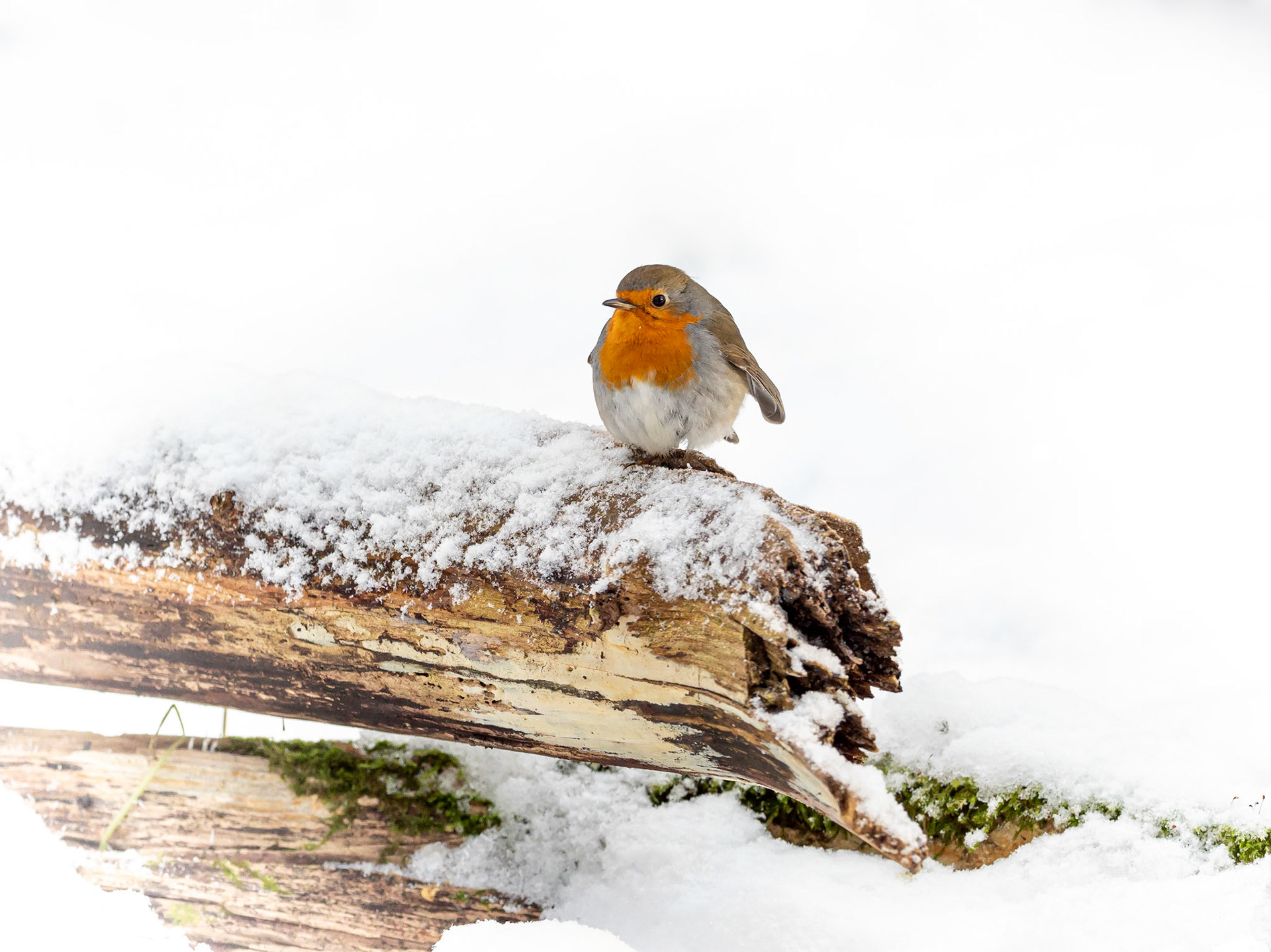 Rödhake / European Robin (Erithacus rubecula)