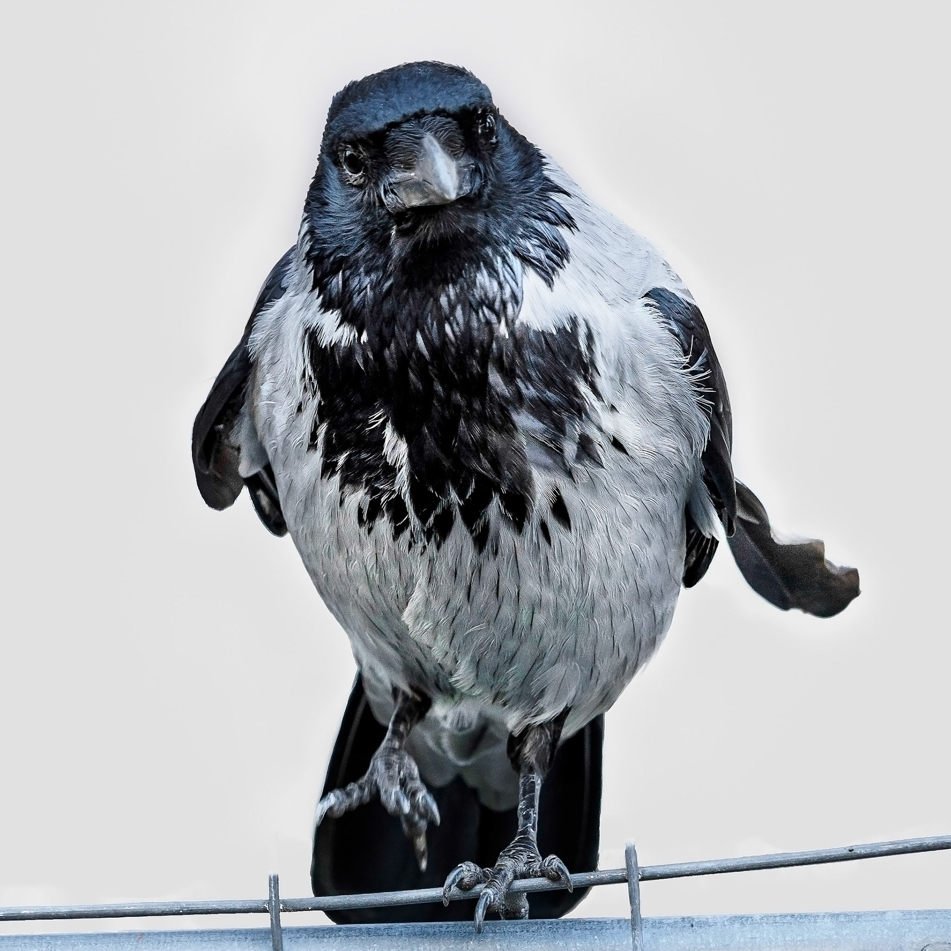 Gråkråka / Hooded crow (Corvus cornix)