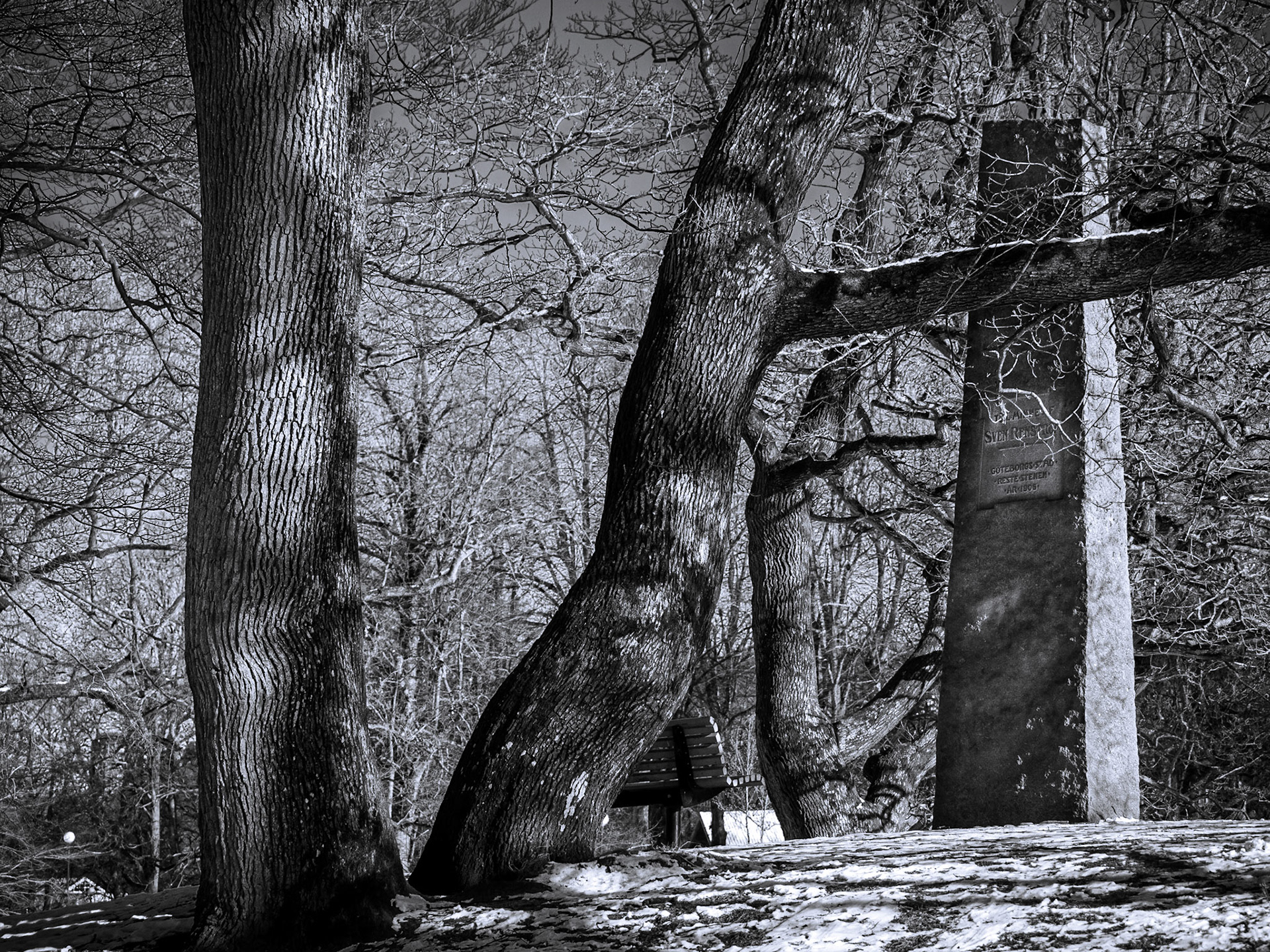 Slottskogen Februari 2021
