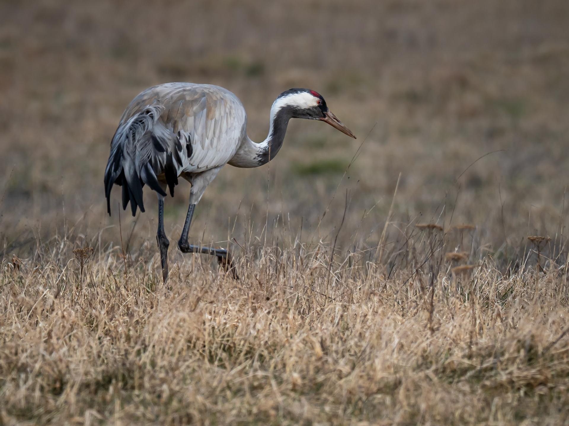 Trana / Common Crane (Grus grus)