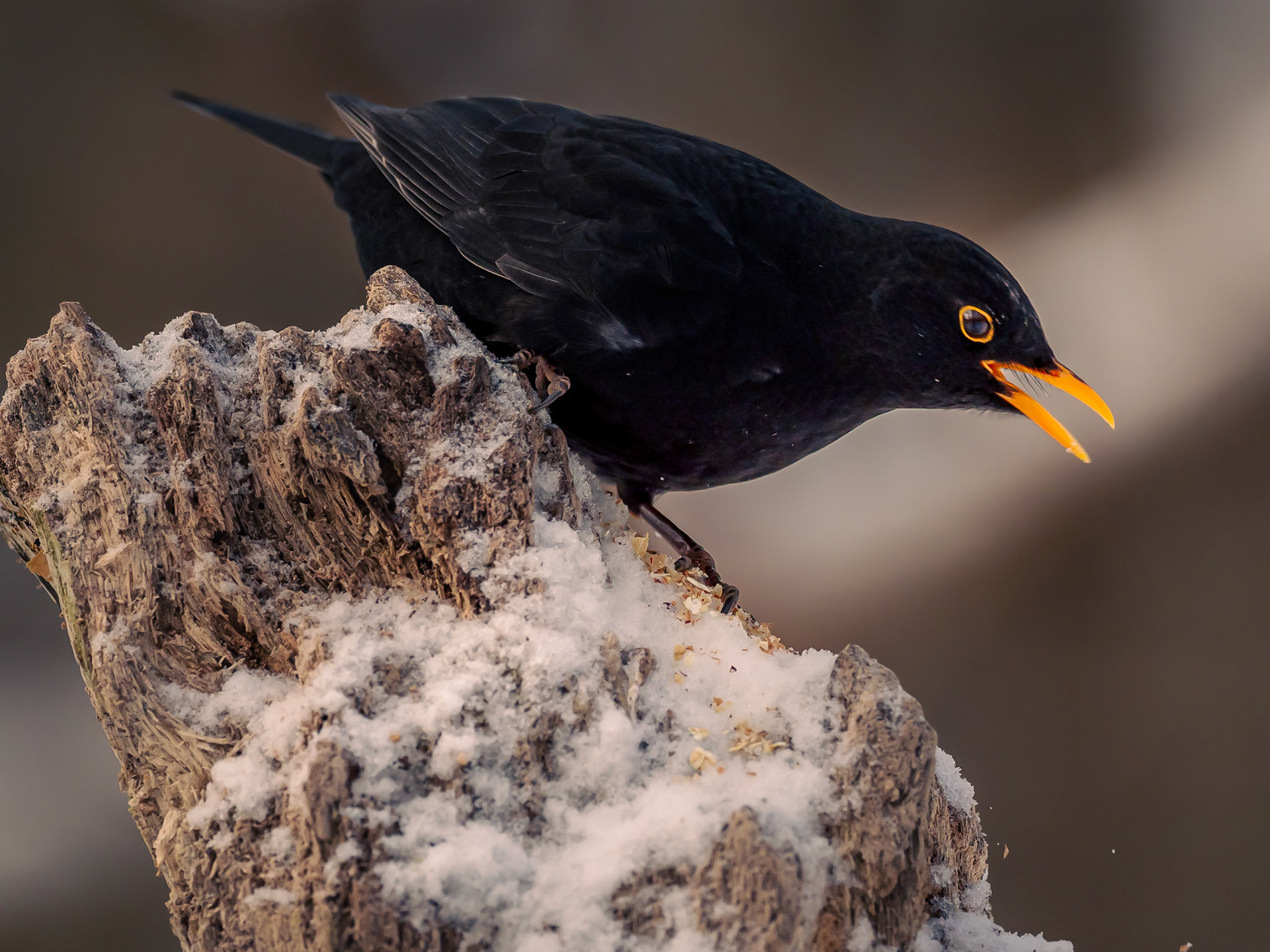 Koltrast / Blackbird (Turdus merula)