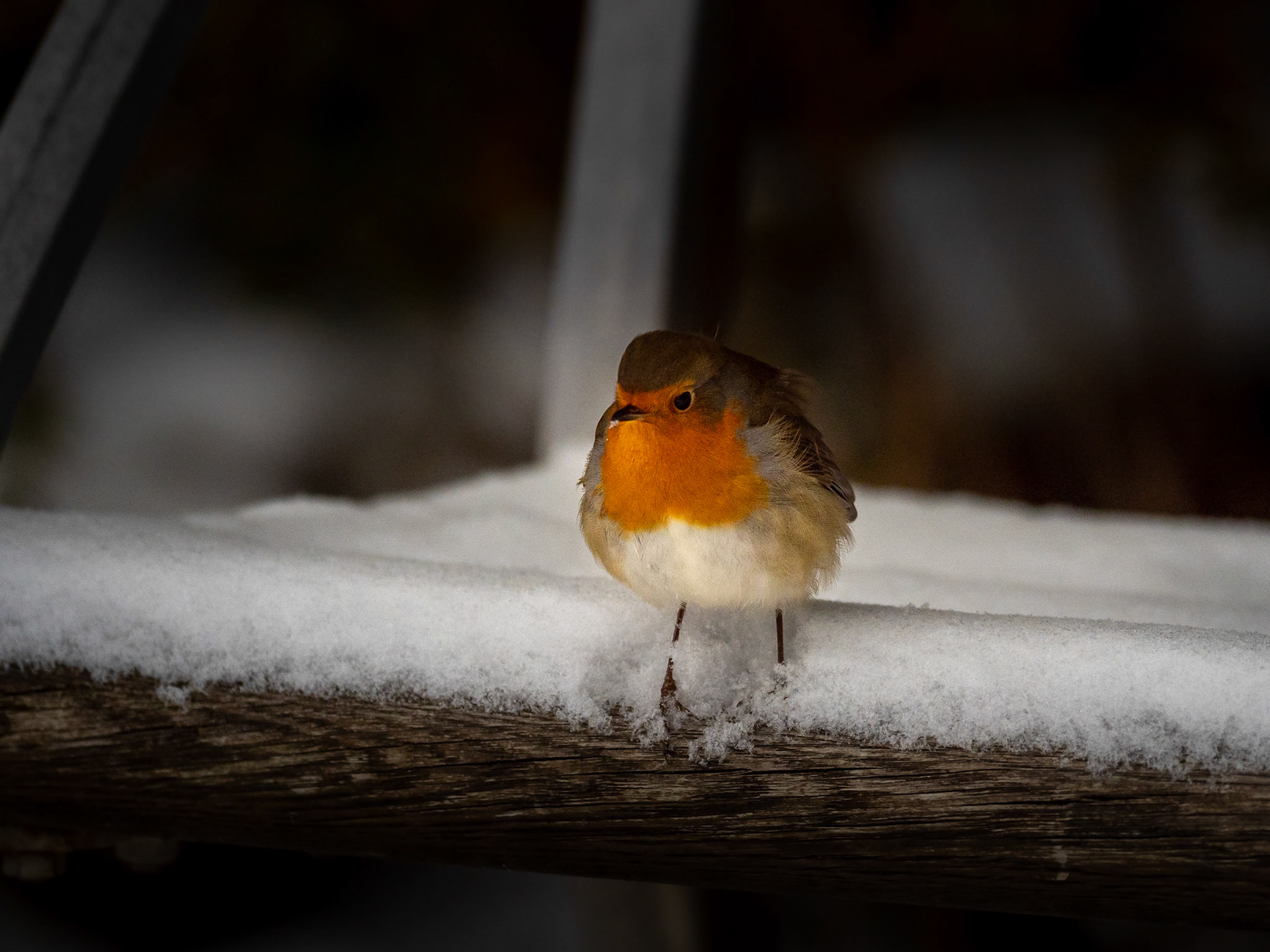 Rödhake / European Robin (Erithacus rubecula)