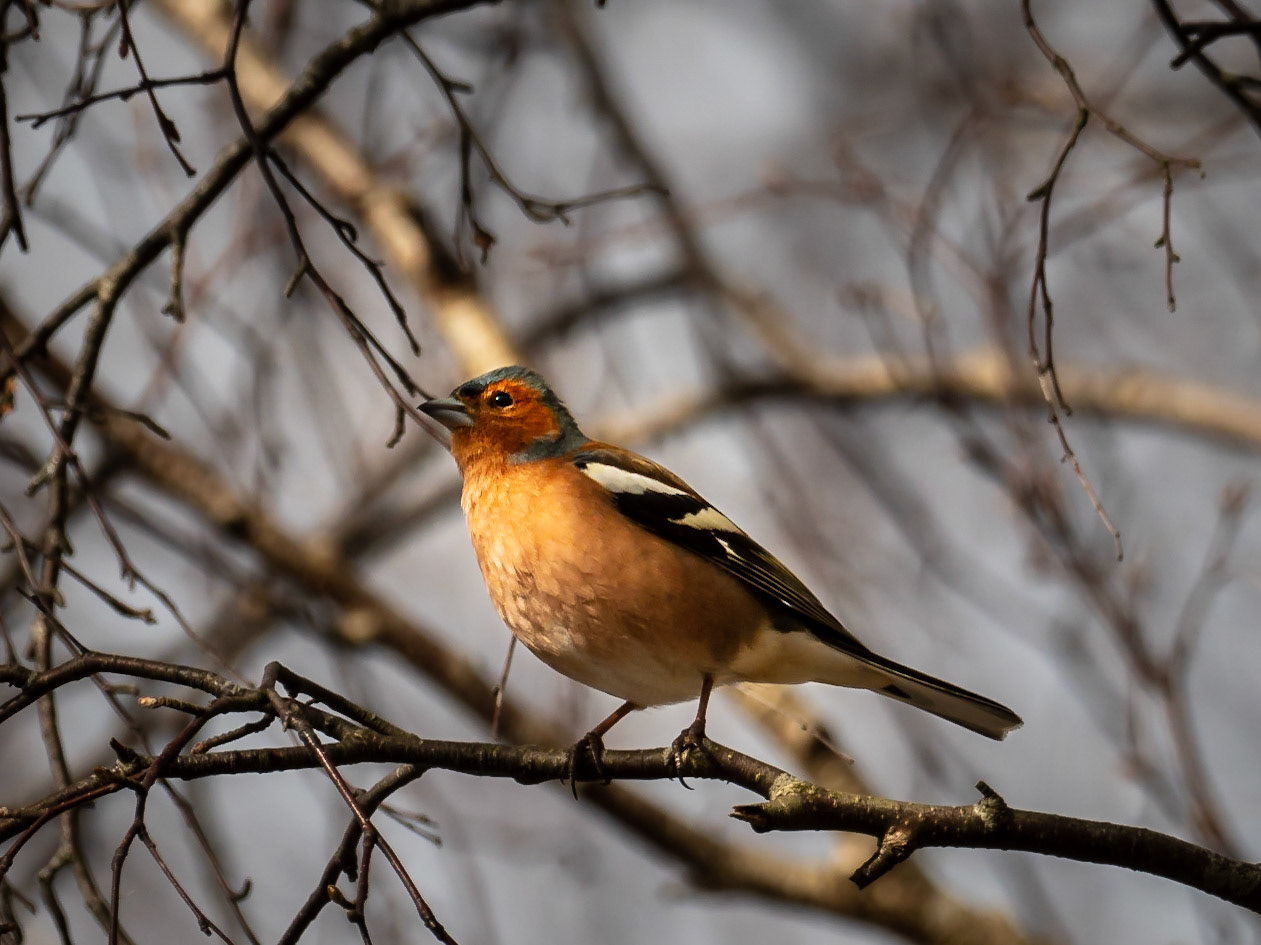 Bofink / Common Chaffinch (Fringilla coelebs)