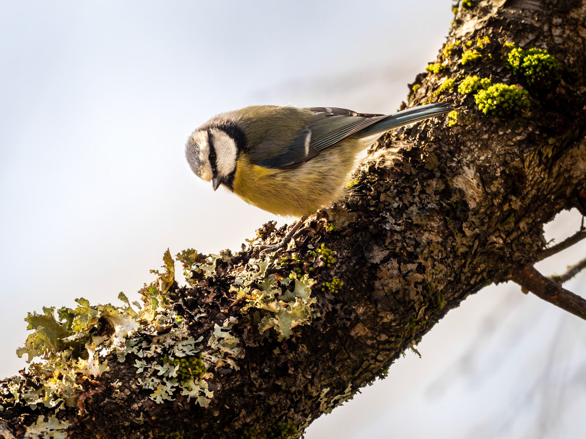 Blåmes / Blue tit (Cyanistes caeruleus)