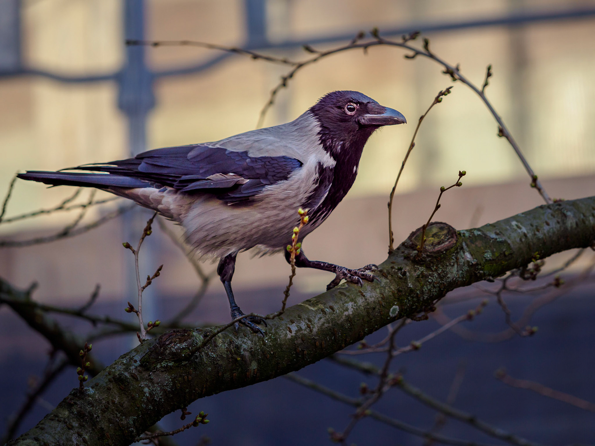 Gråkråka / Hooded crow (Corvus cornix)