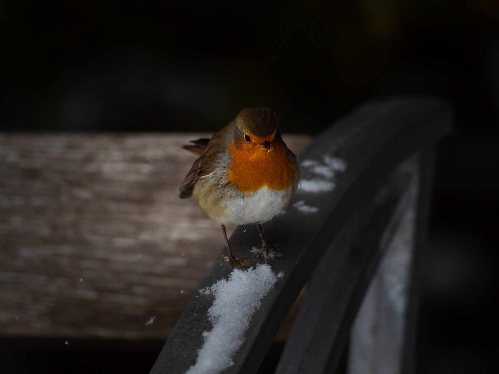 Rödhake / European Robin (Erithacus rubecula)