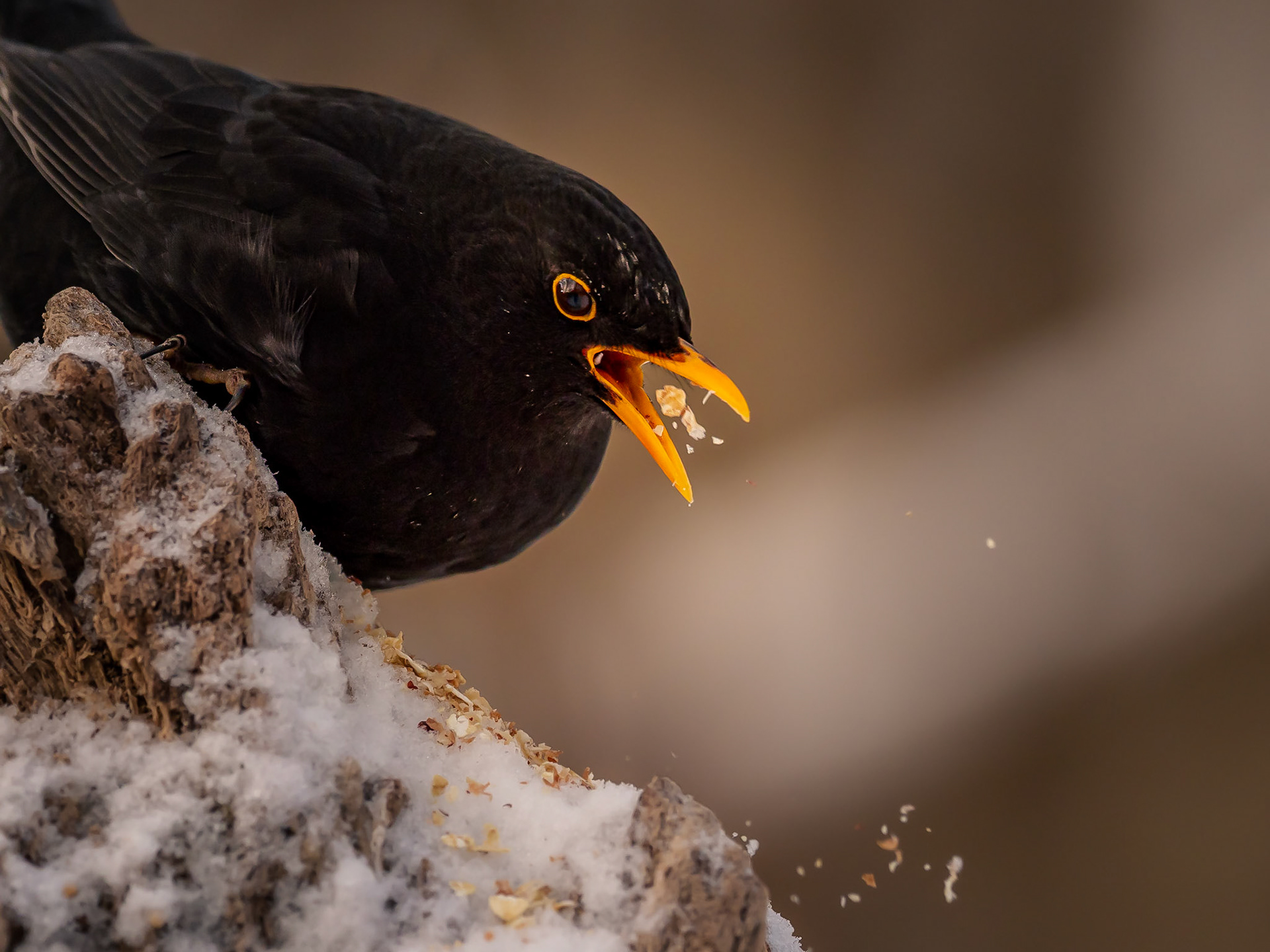 Koltrast / Blackbird (Turdus merula)