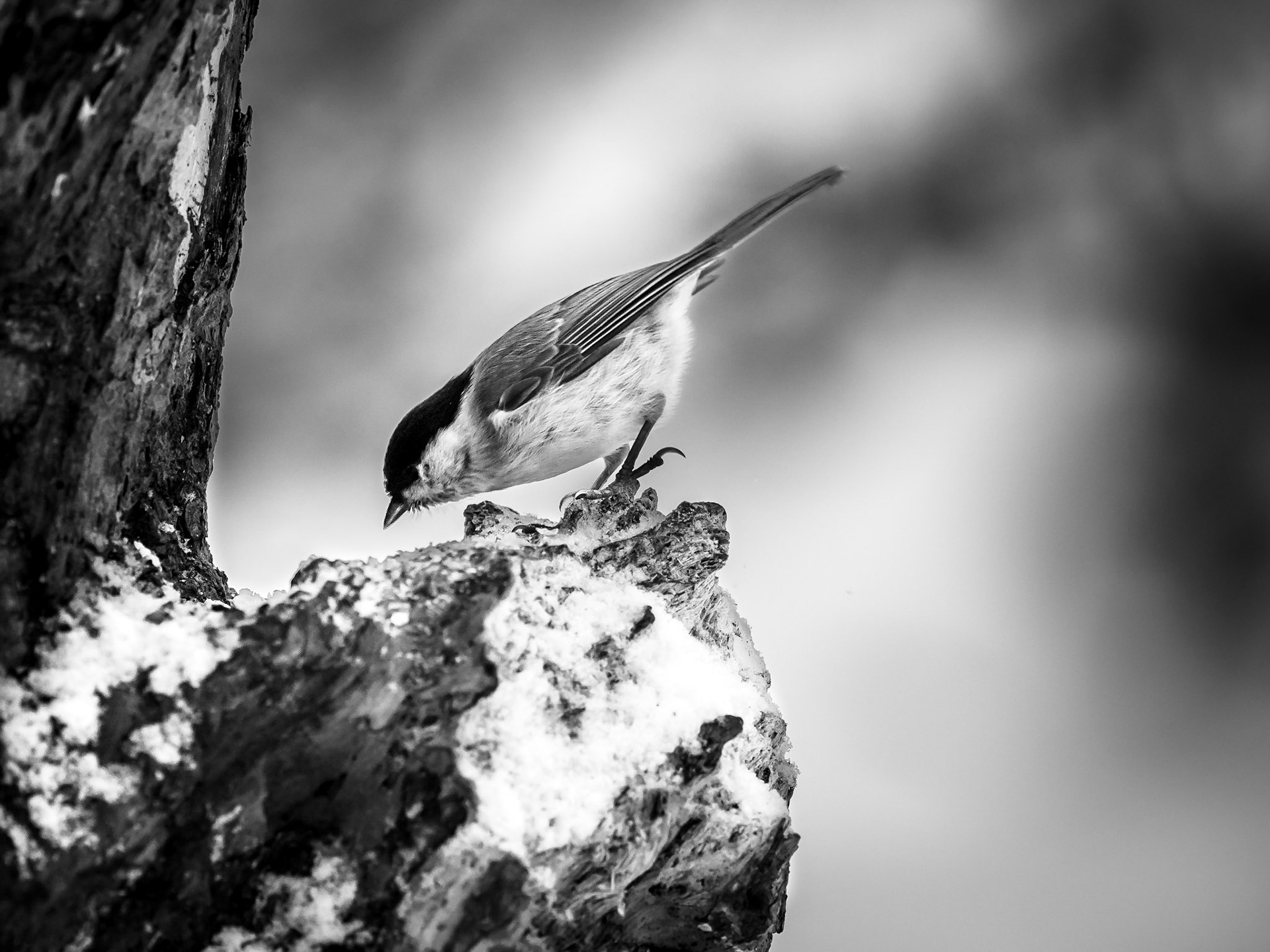 Talltita / Willow tit