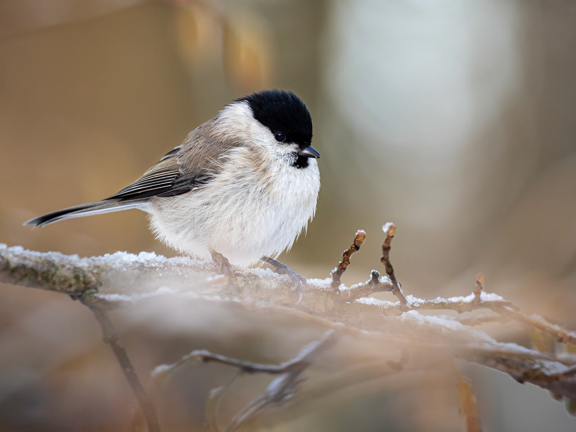 Talltita / Willow tit