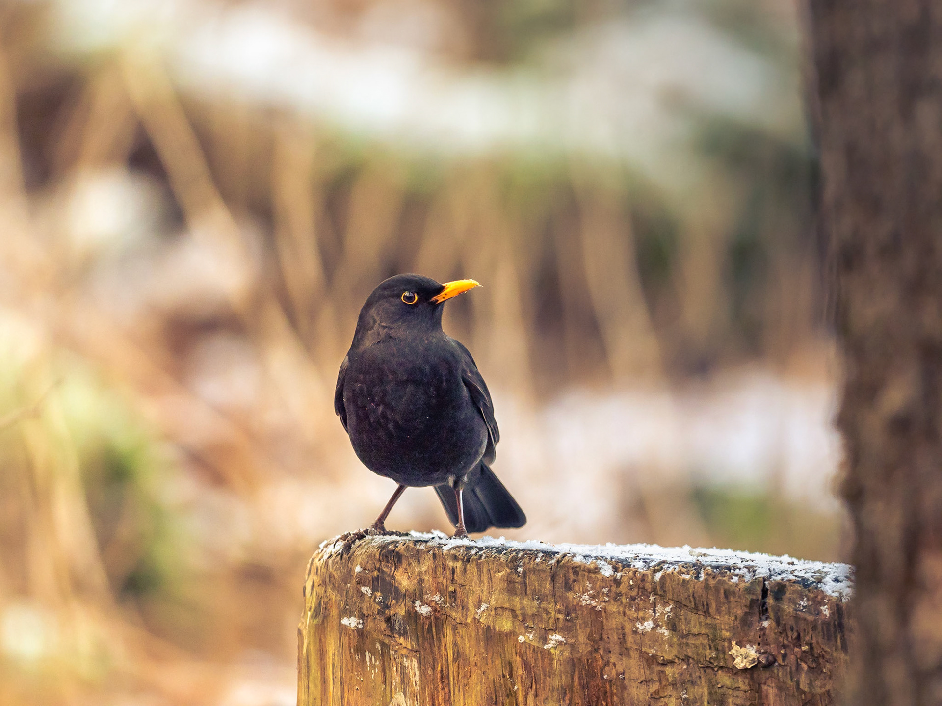 Koltrast / Blackbird (Turdus merula)