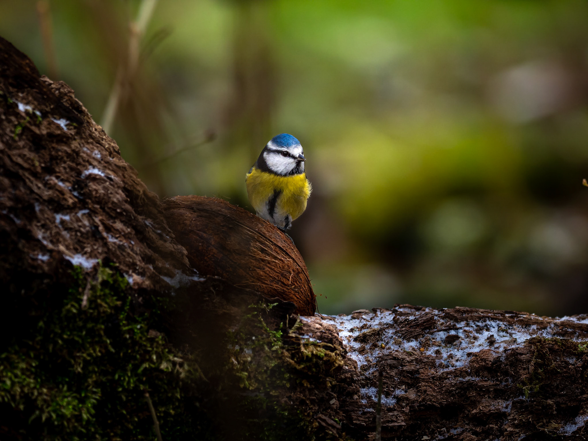 Blåmes / Blue tit (Cyanistes caeruleus)