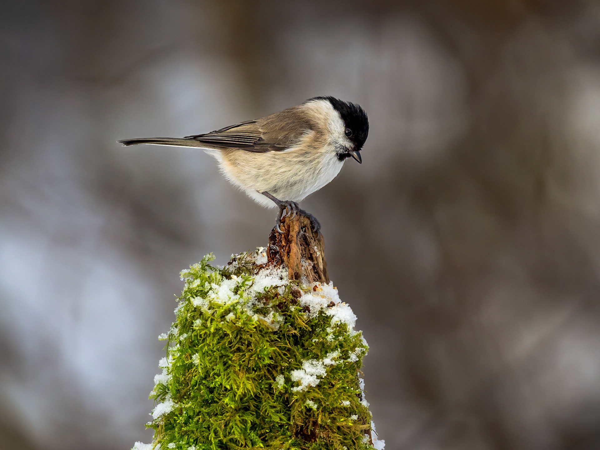 Talltita / Willow tit