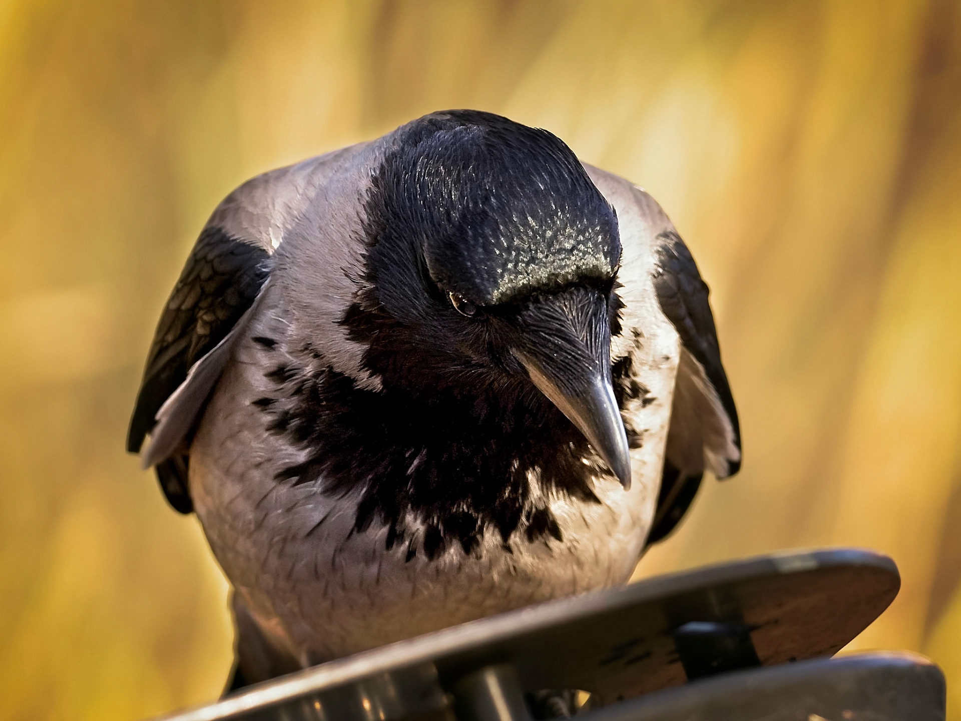 Gråkråka / Hooded crow (Corvus cornix)