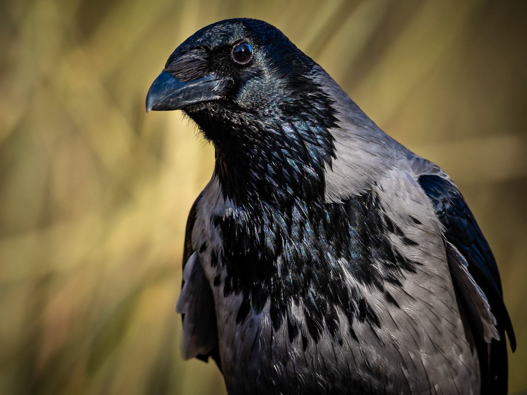 Gråkråka / Hooded crow (Corvus cornix)