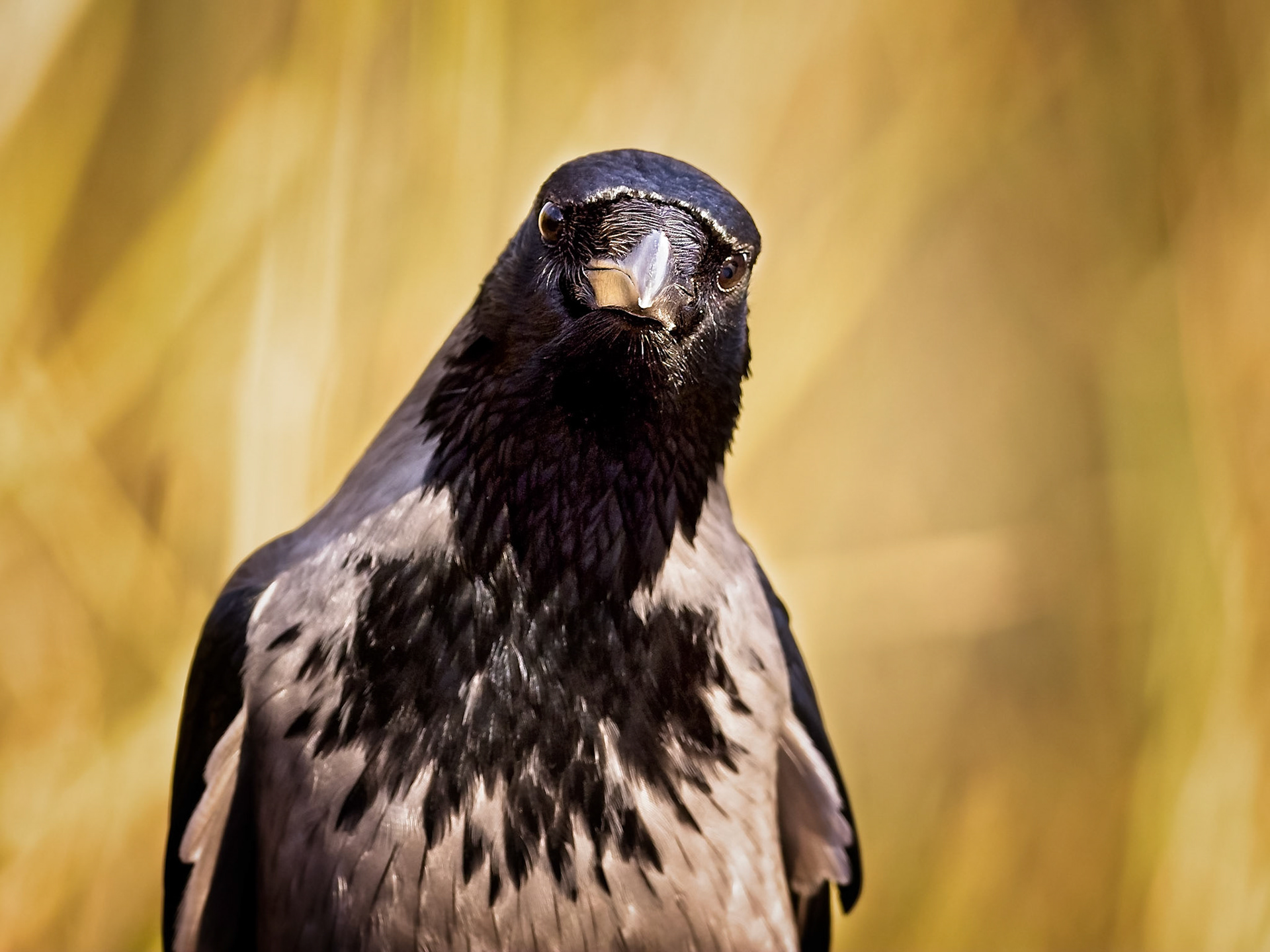 Gråkråka / Hooded crow (Corvus cornix)