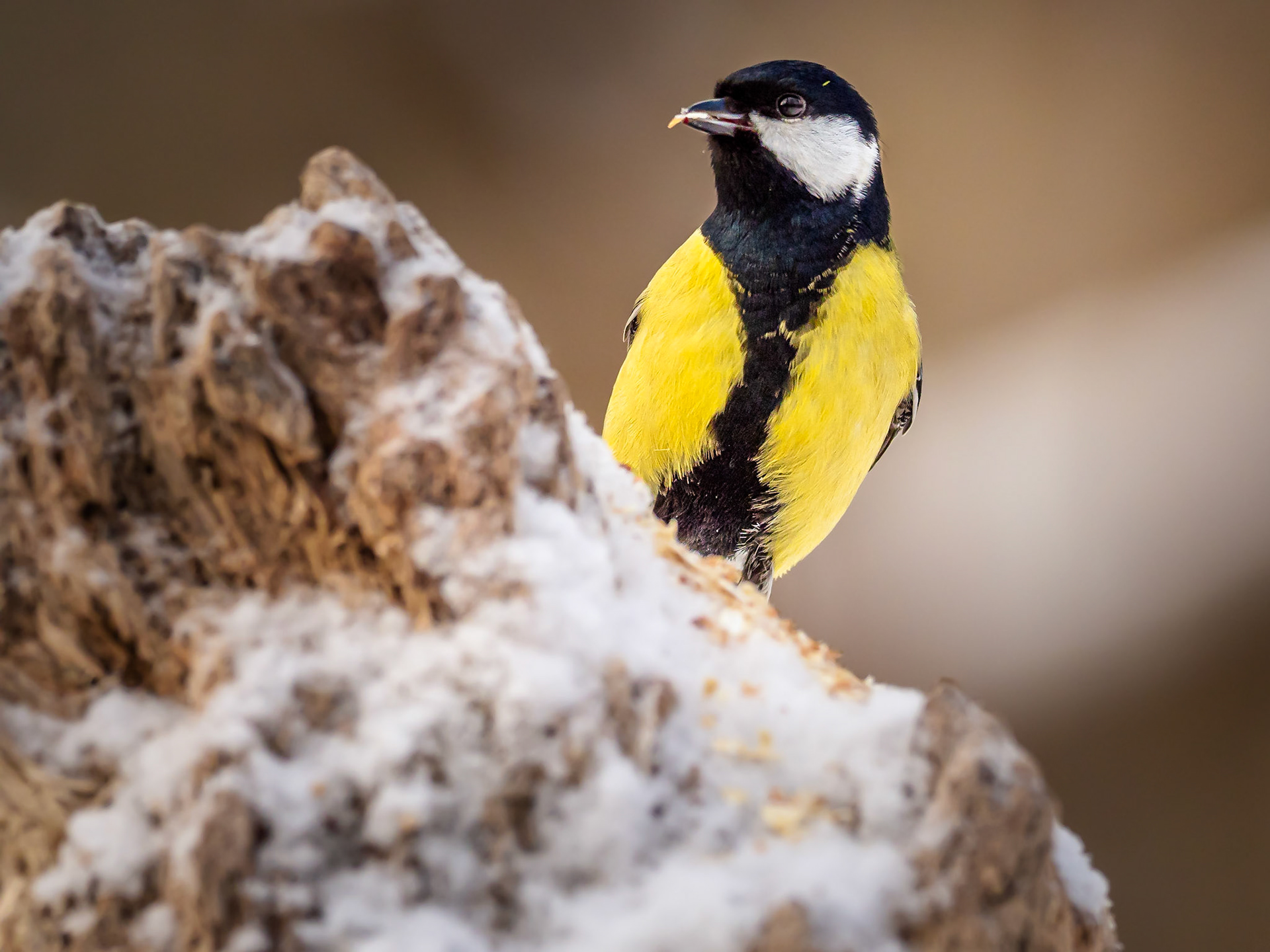Talgoxe / Great tit (Parus major)