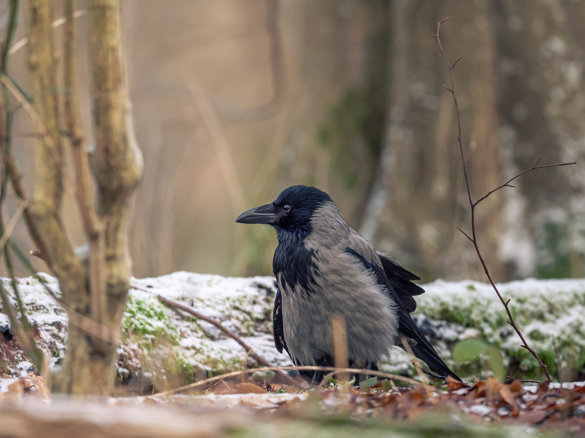 Gråkråka / Hooded crow (Corvus cornix)