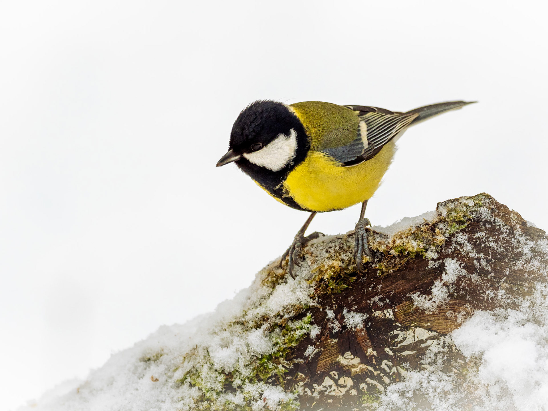 Talgoxe / Great tit (Parus major)