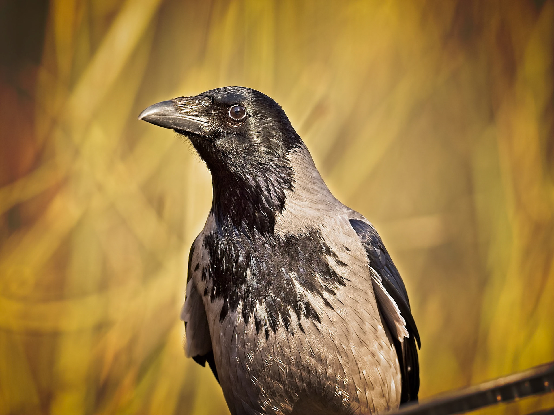 Gråkråka / Hooded crow (Corvus cornix)