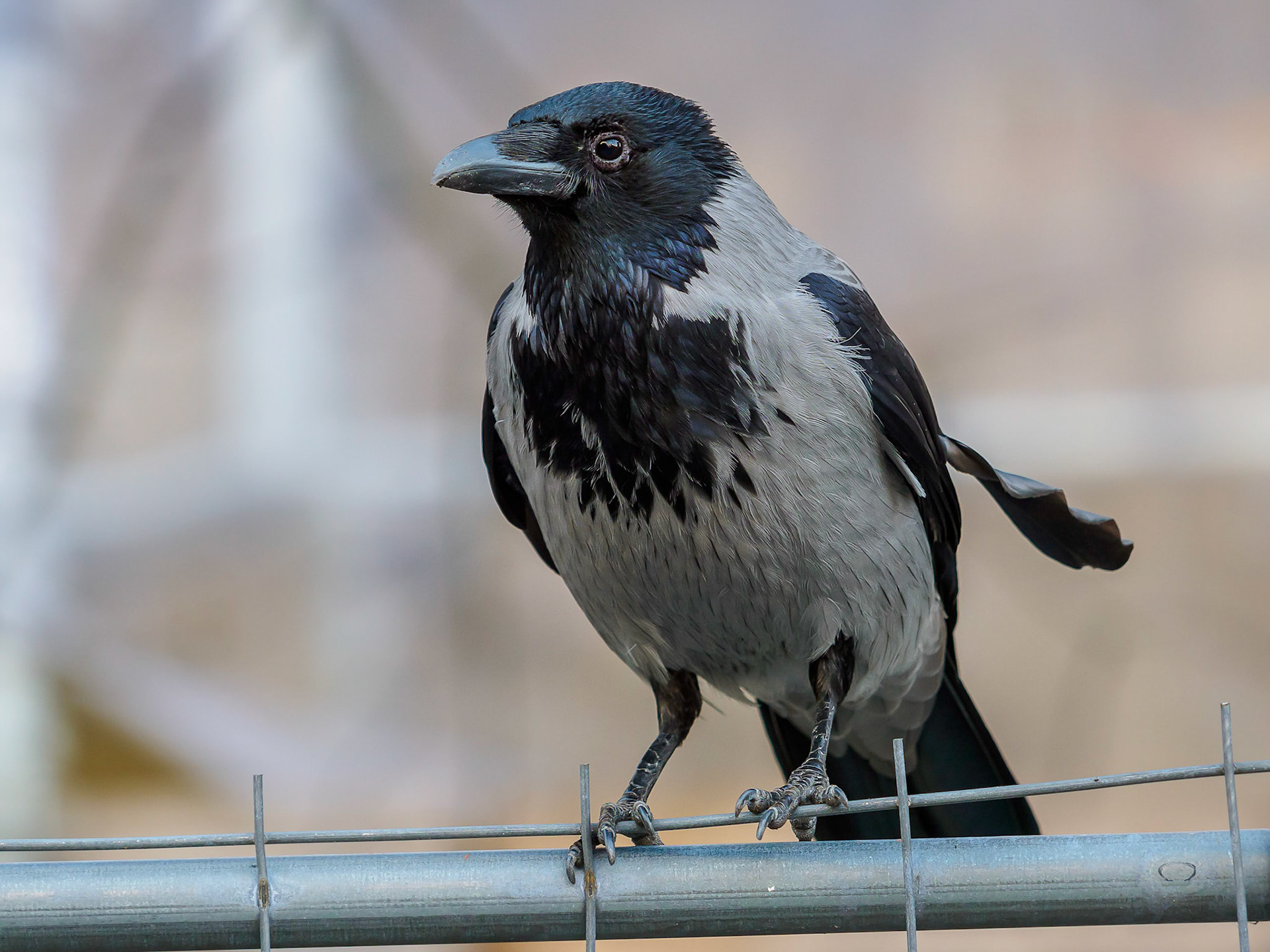 Gråkråka / Hooded crow (Corvus cornix)
