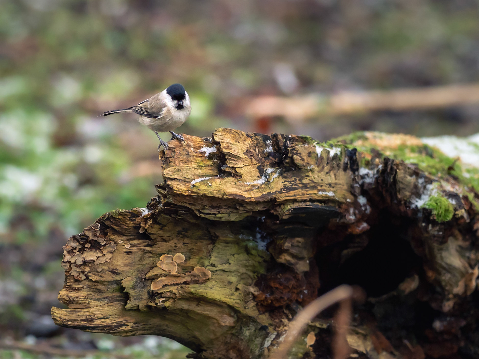 Talltita / Willow tit