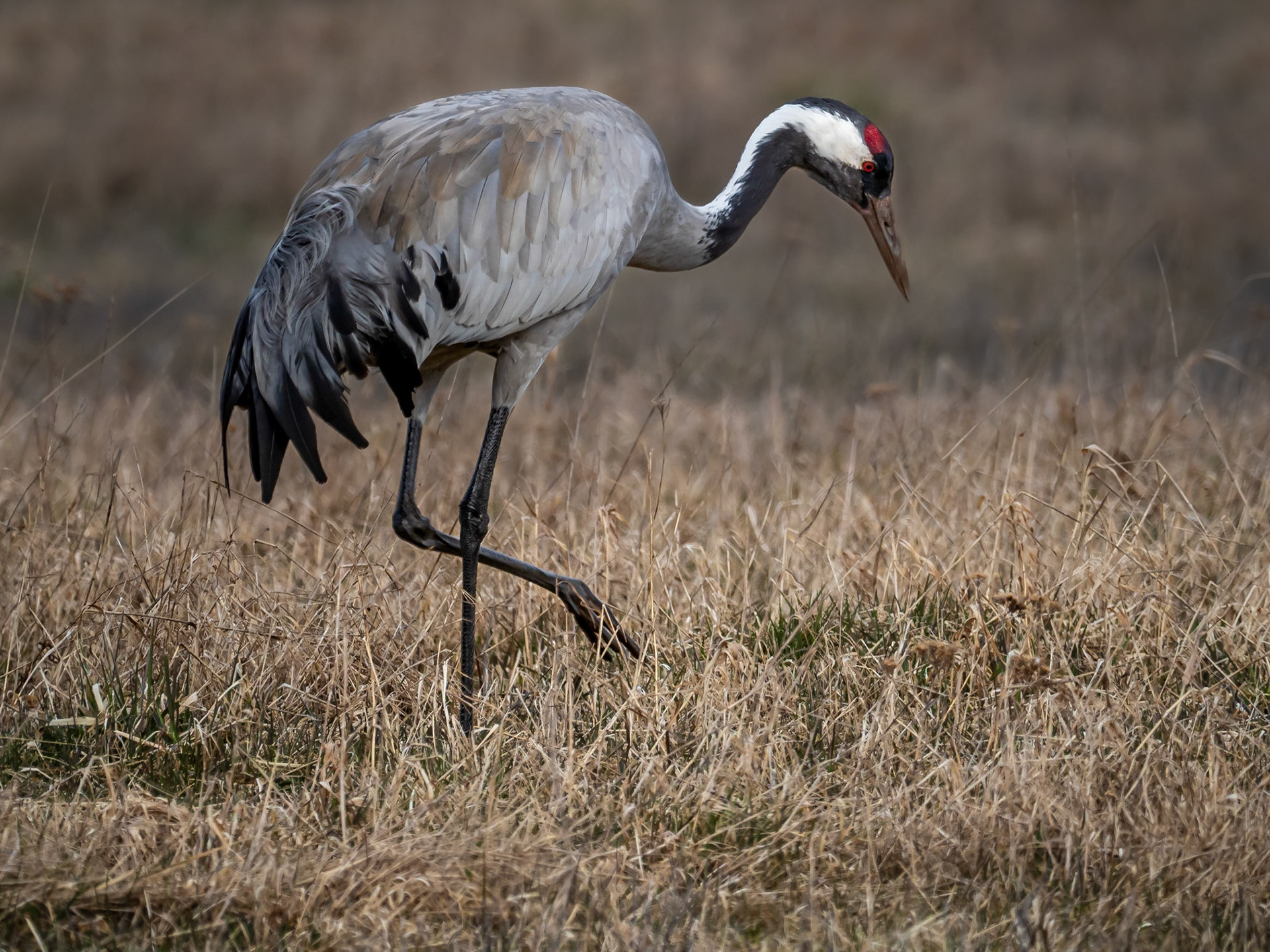 Trana / Common Crane (Grus grus)