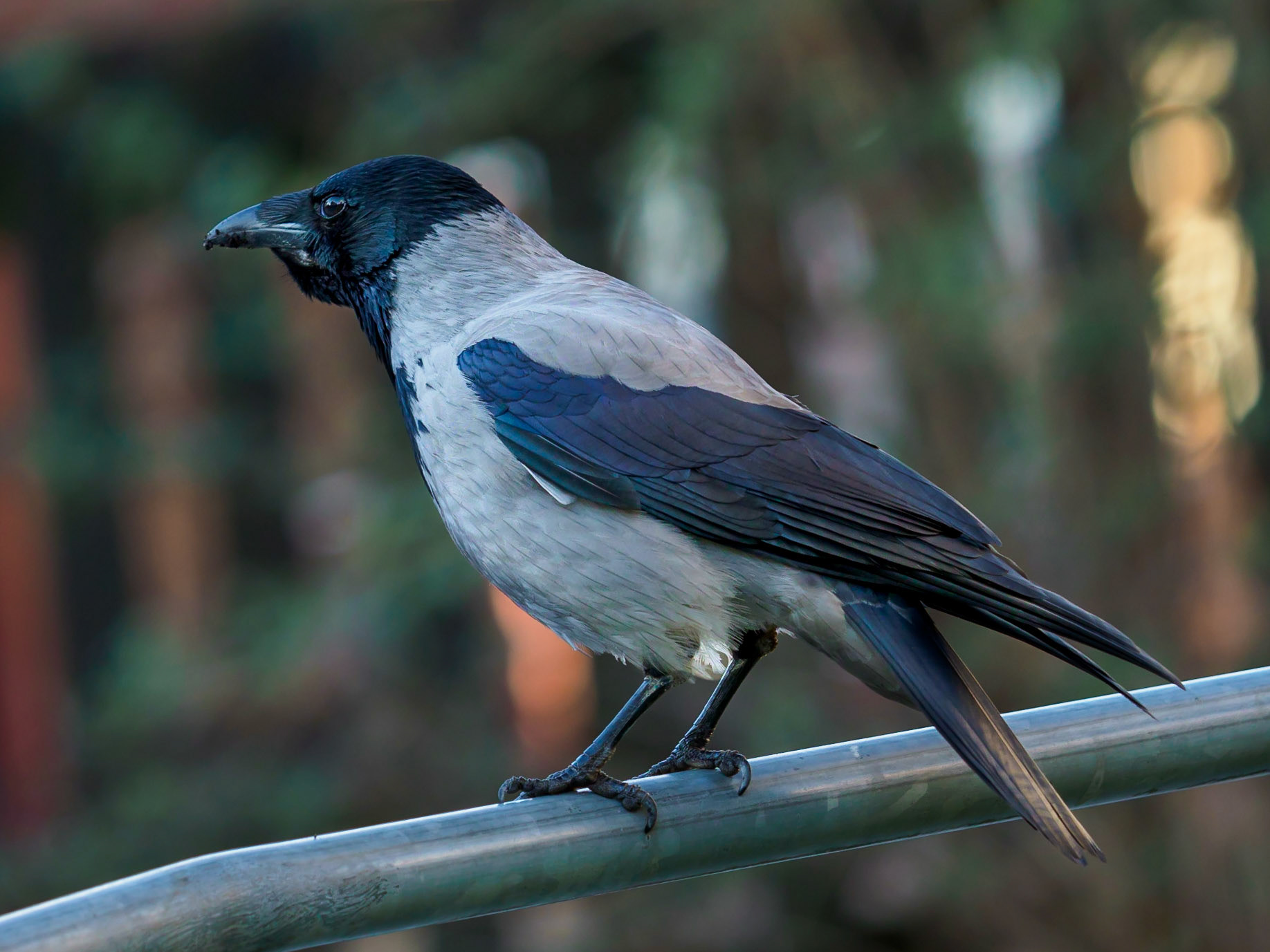 Gråkråka / Hooded crow (Corvus cornix)