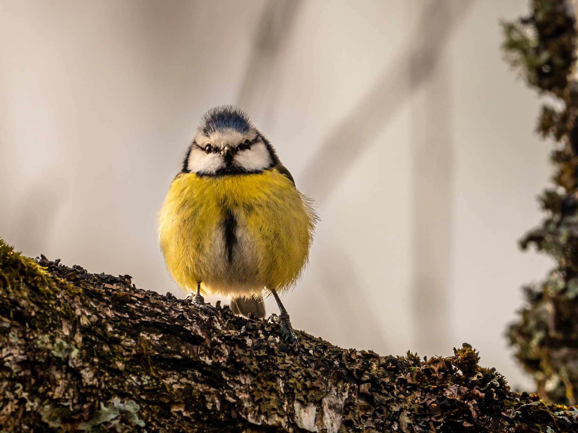 Blåmes / Blue tit (Cyanistes caeruleus)