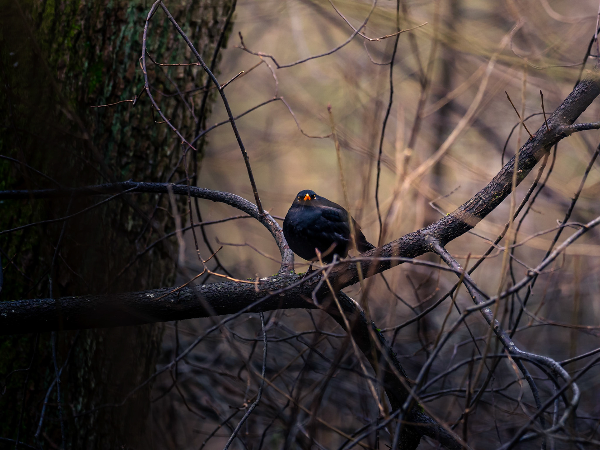 Koltrast / Blackbird (Turdus merula)