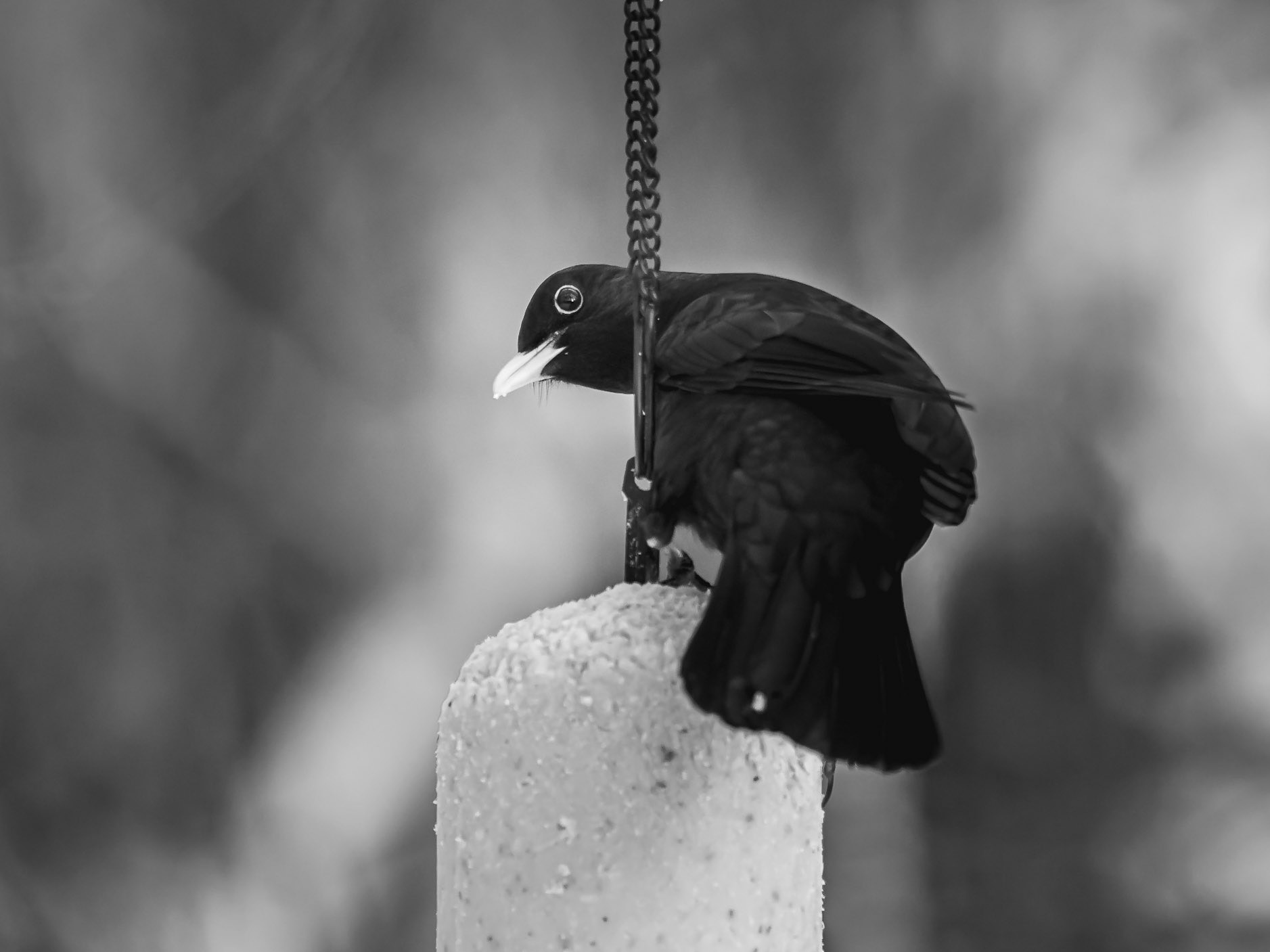Koltrast / Blackbird (Turdus merula)