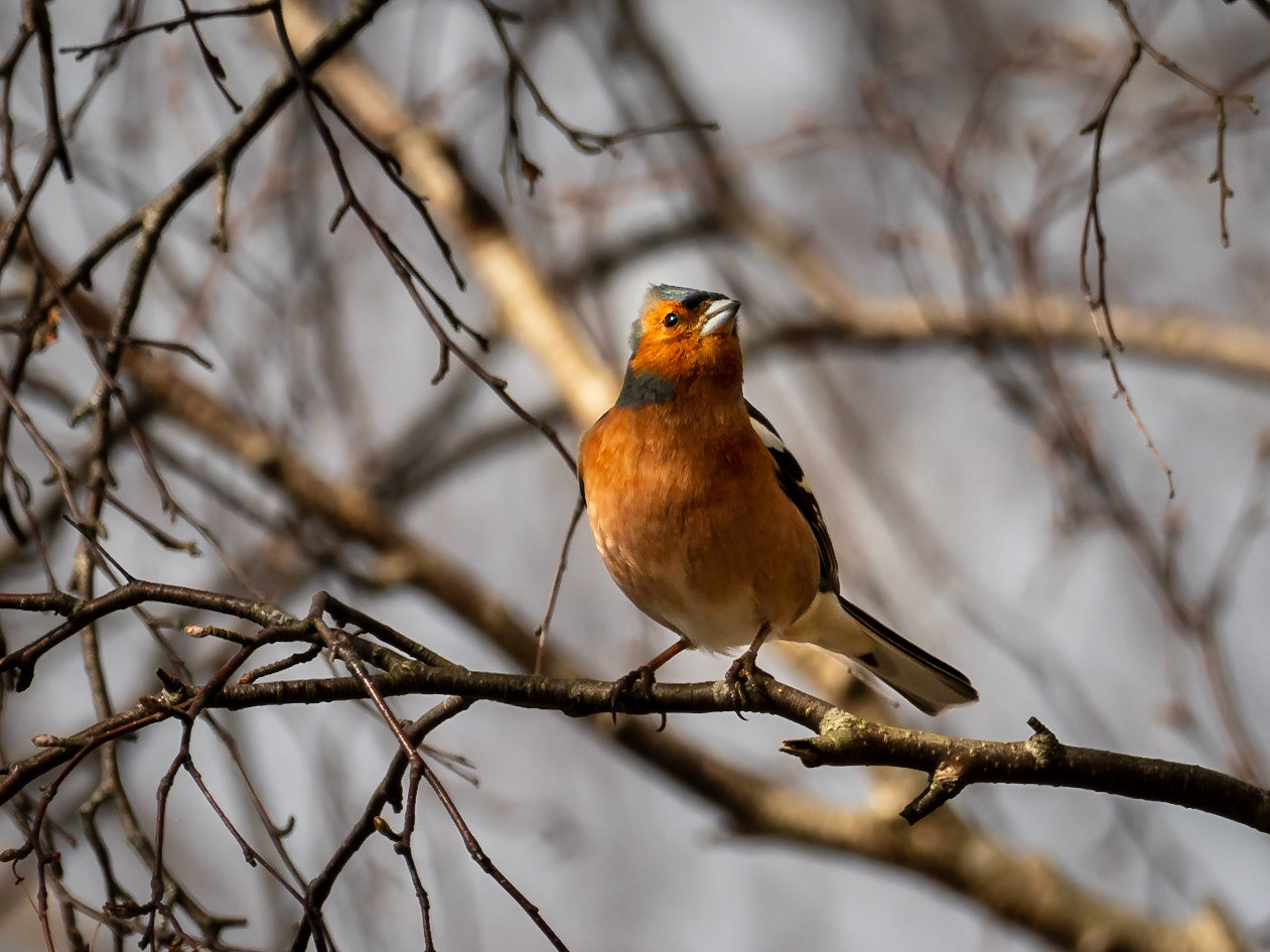 Bofink / Common Chaffinch (Fringilla coelebs)