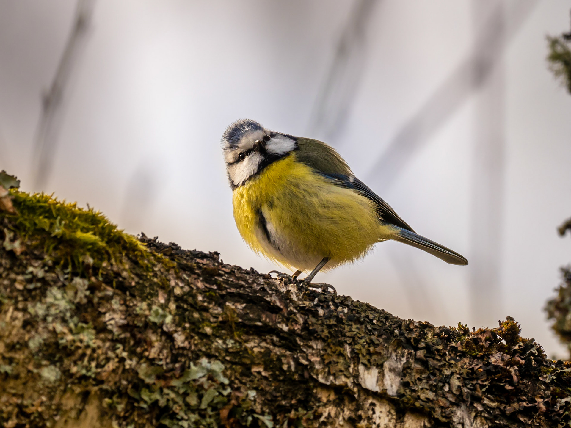 Blåmes / Blue tit (Cyanistes caeruleus)