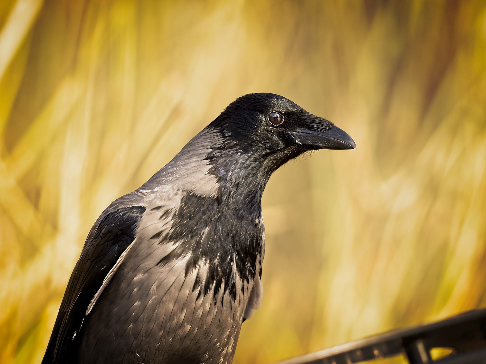 Gråkråka / Hooded crow (Corvus cornix)