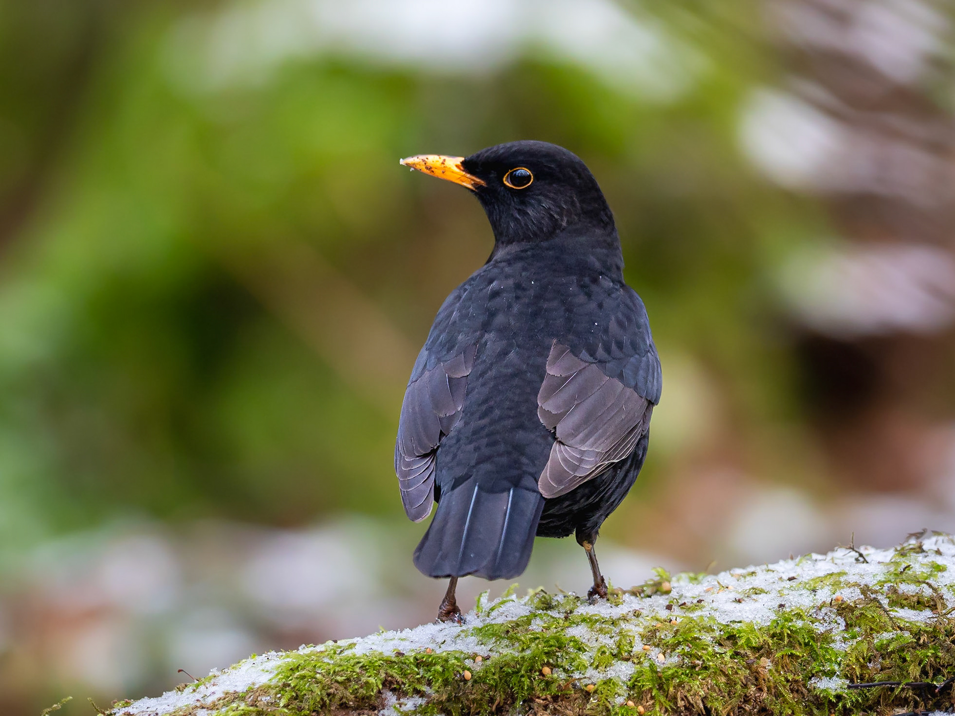 Koltrast / Blackbird (Turdus merula)