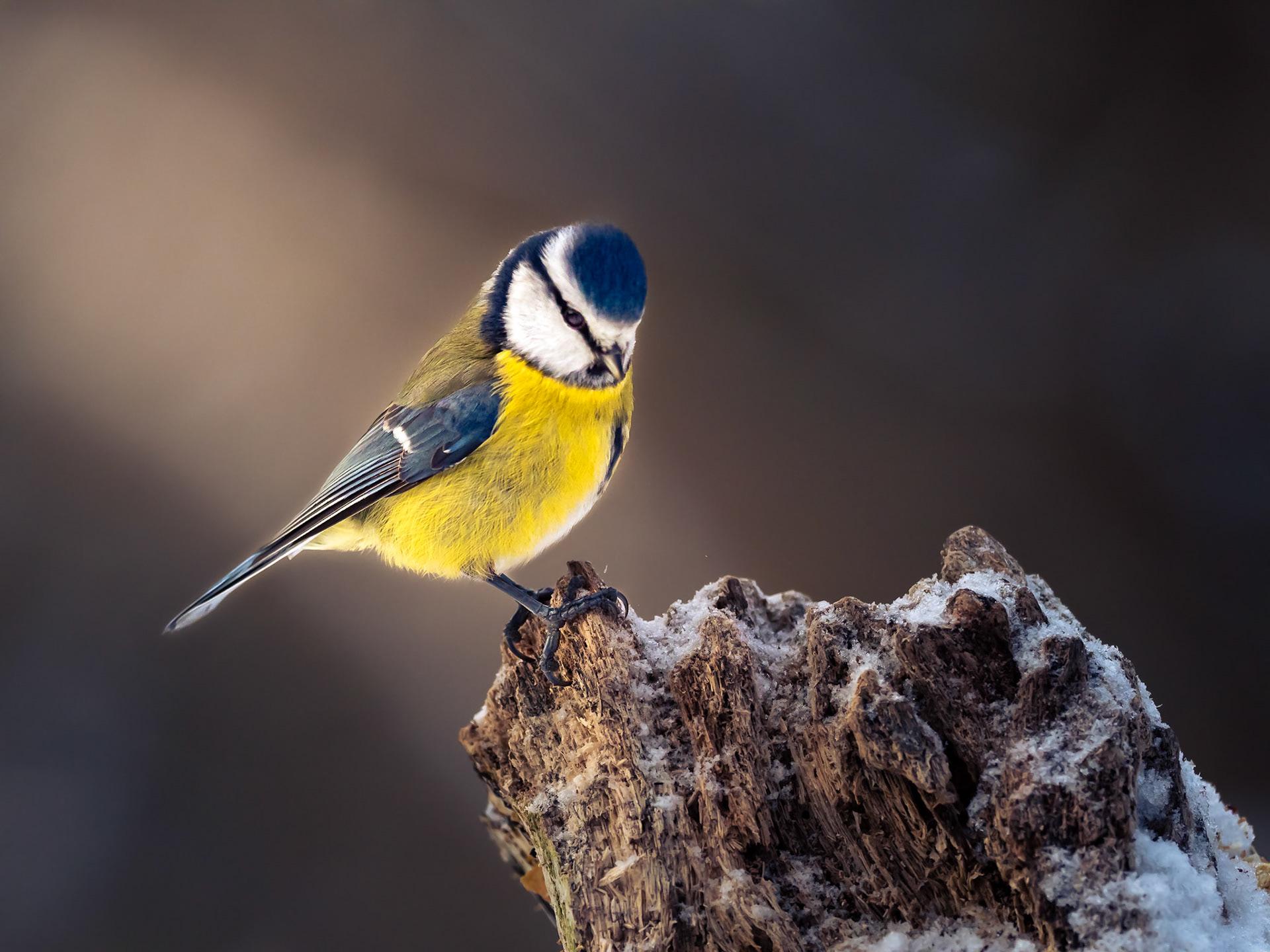 Blåmes / Blue tit (Cyanistes caeruleus)